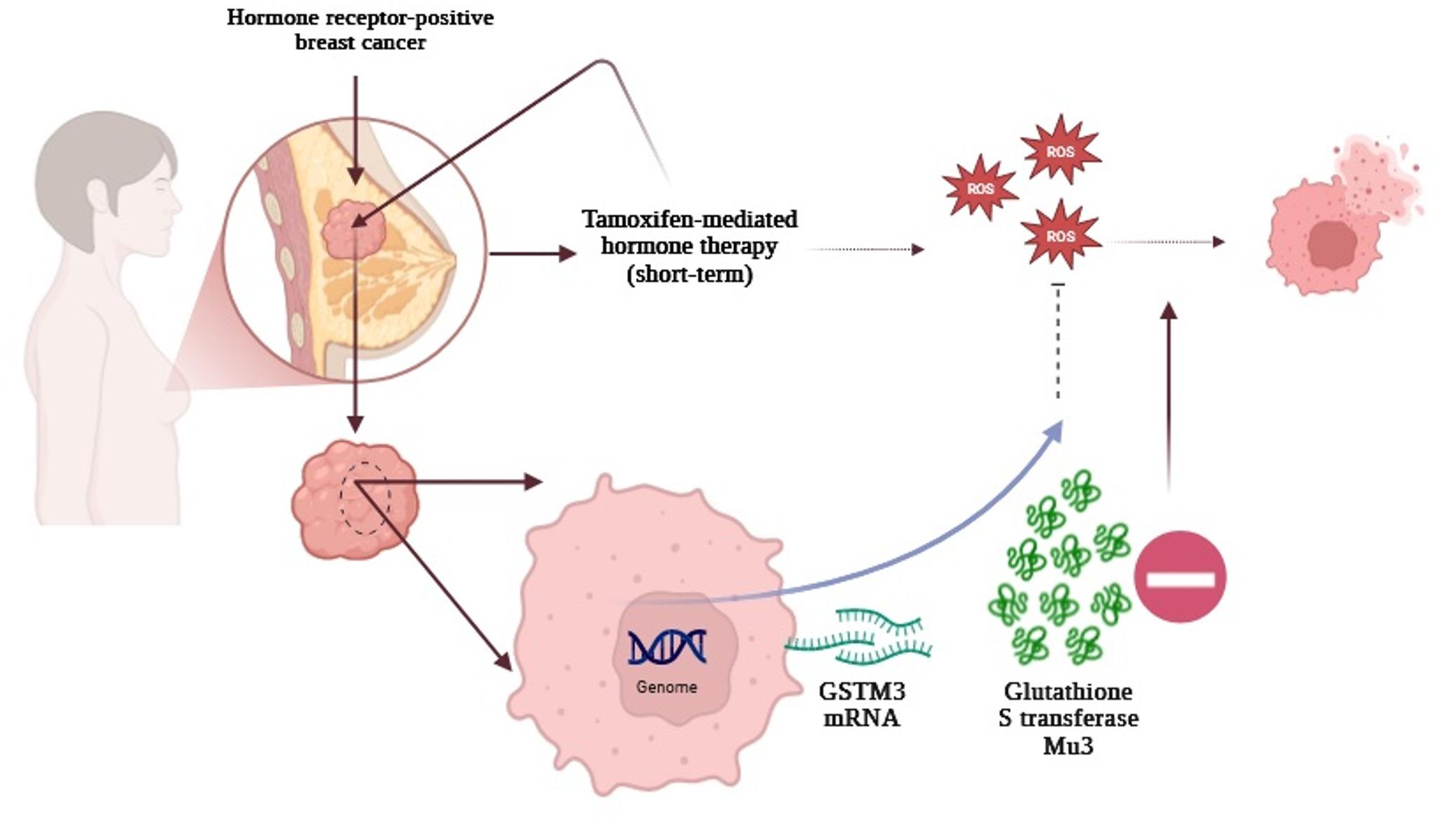 A different perspective on the cancer stem cell theory