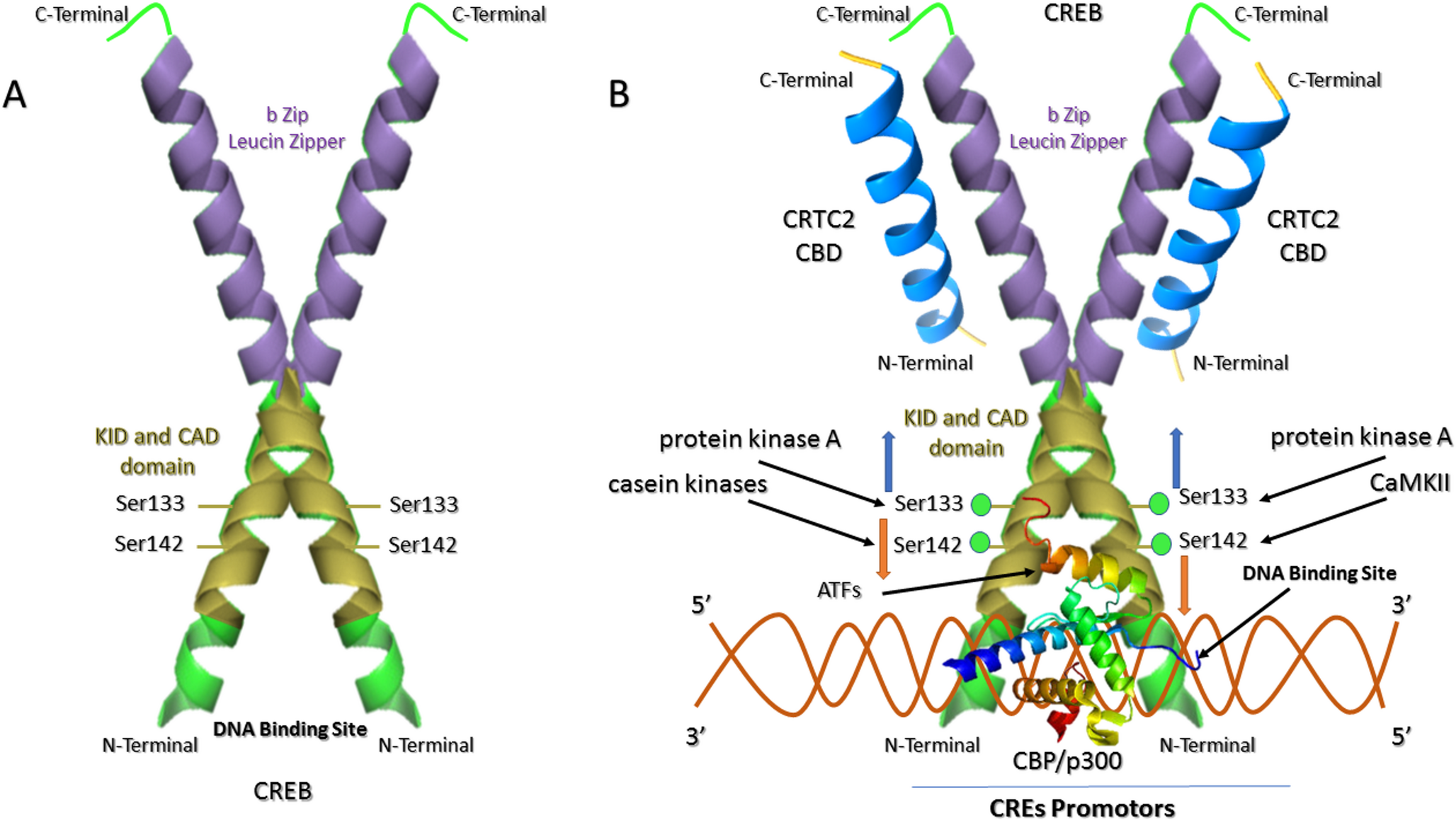 Exploitation of CREB signaling by HTLV-1 and BLV: A central axis in viral persistence and leukemogenesis