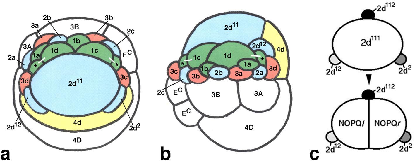 Mapping micromere fate in the clitellate annelid