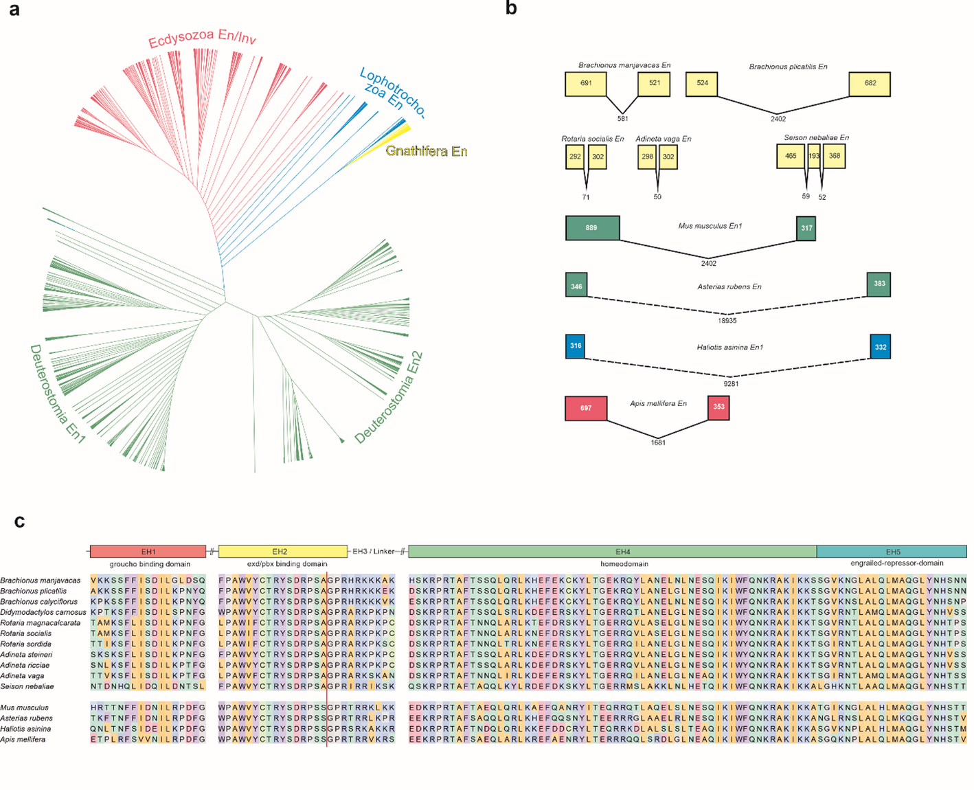 expression in the protonephridial system and foot neurons of the rotifer