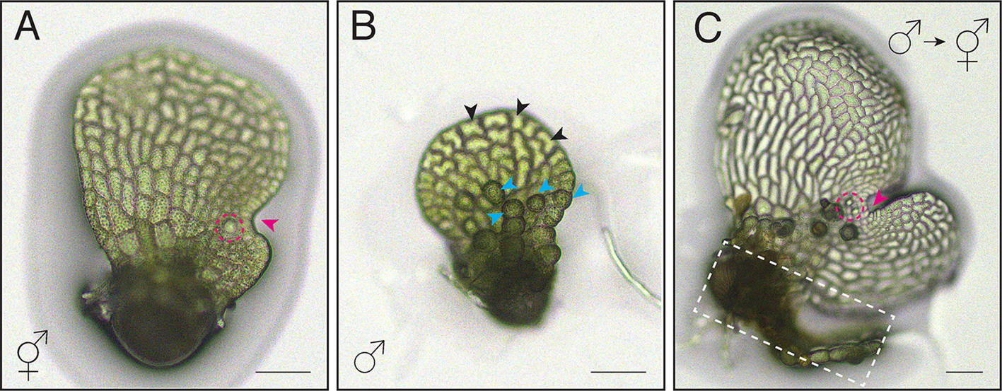 Sex-type specification and meristem development in fern gametophytes