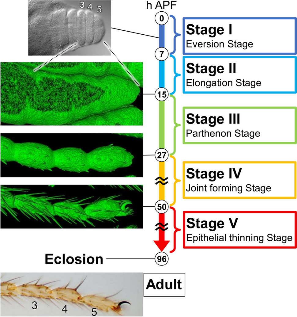 Unveiling the cell dynamics during the final shape formation of the tarsus in  adult leg by live imaging