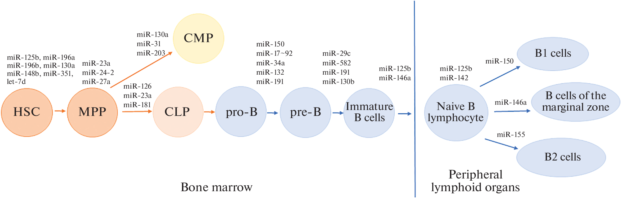 microRNA in the Realization of Molecular Mechanisms of Lymphocyte Development and Their Malignant Transformation