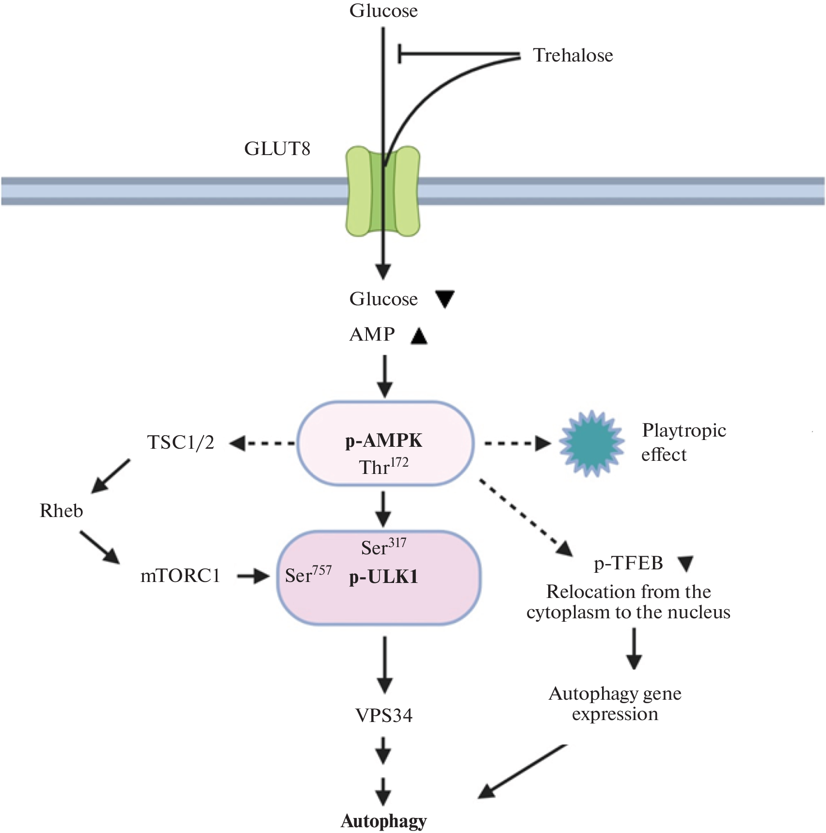 GLUT8- and AMPK-Dependent Autophagy Signaling in the Mechanism of the Neuroprotective Action of Trehalose