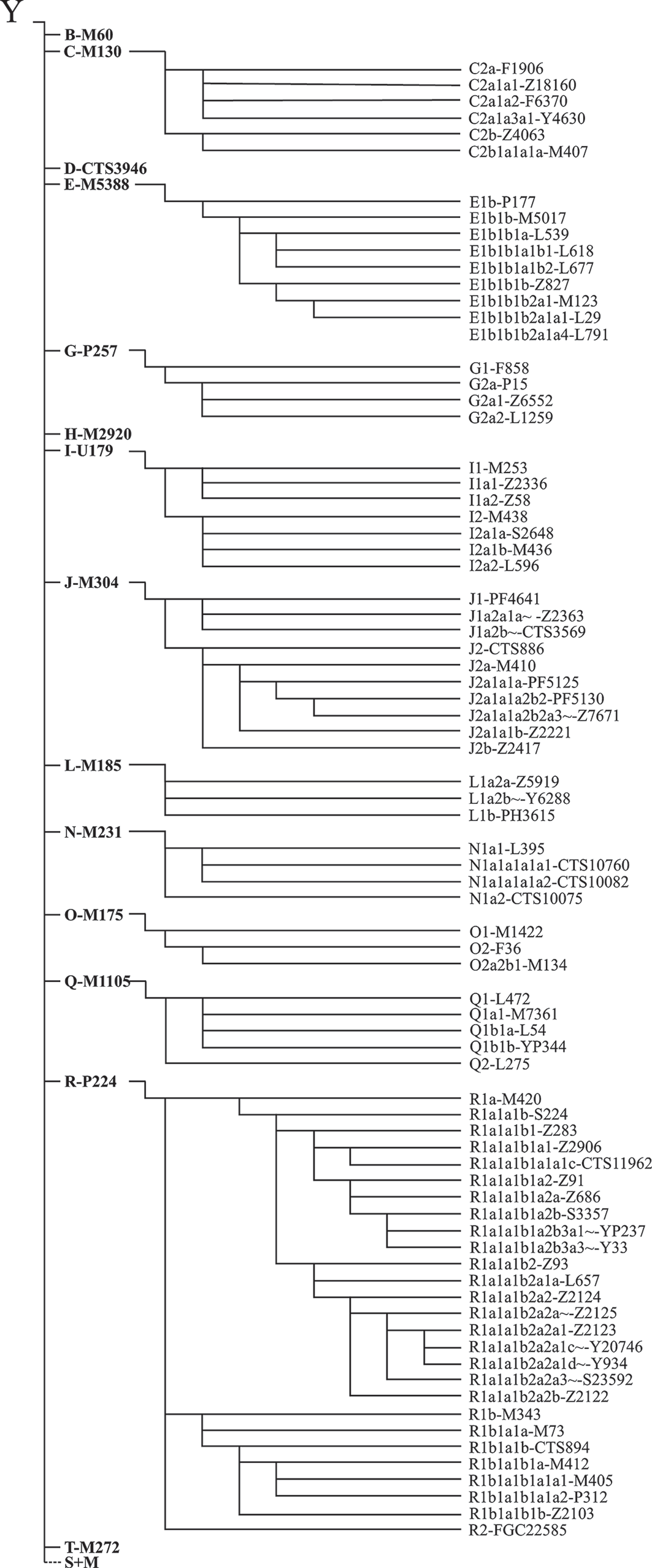 Biochip for Determination of 92 Human Y-Chromosome Haplogroups by SNP Markers and Frequency Distribution of These Haplogroups in Slavic Population of European Russia