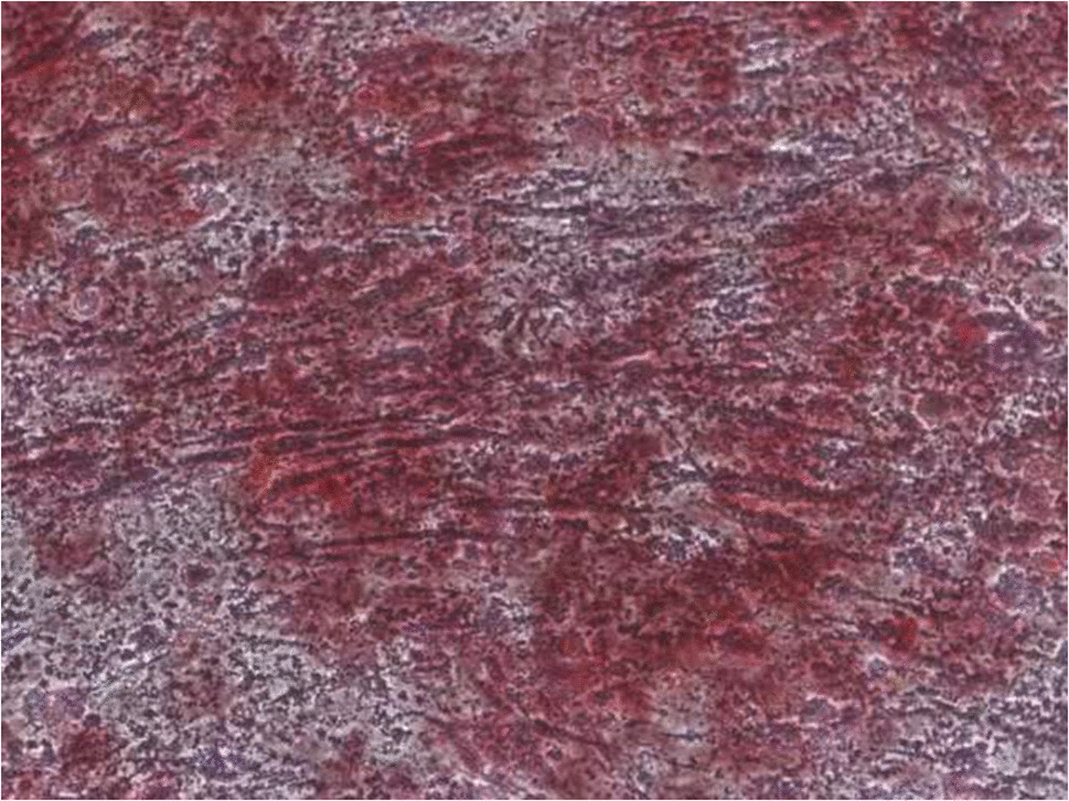 Correction: The effect of IGF-1 on cartilage injury in bone marrow mesenchymal stem cells through the BMP2-Smad1/5 signaling pathway