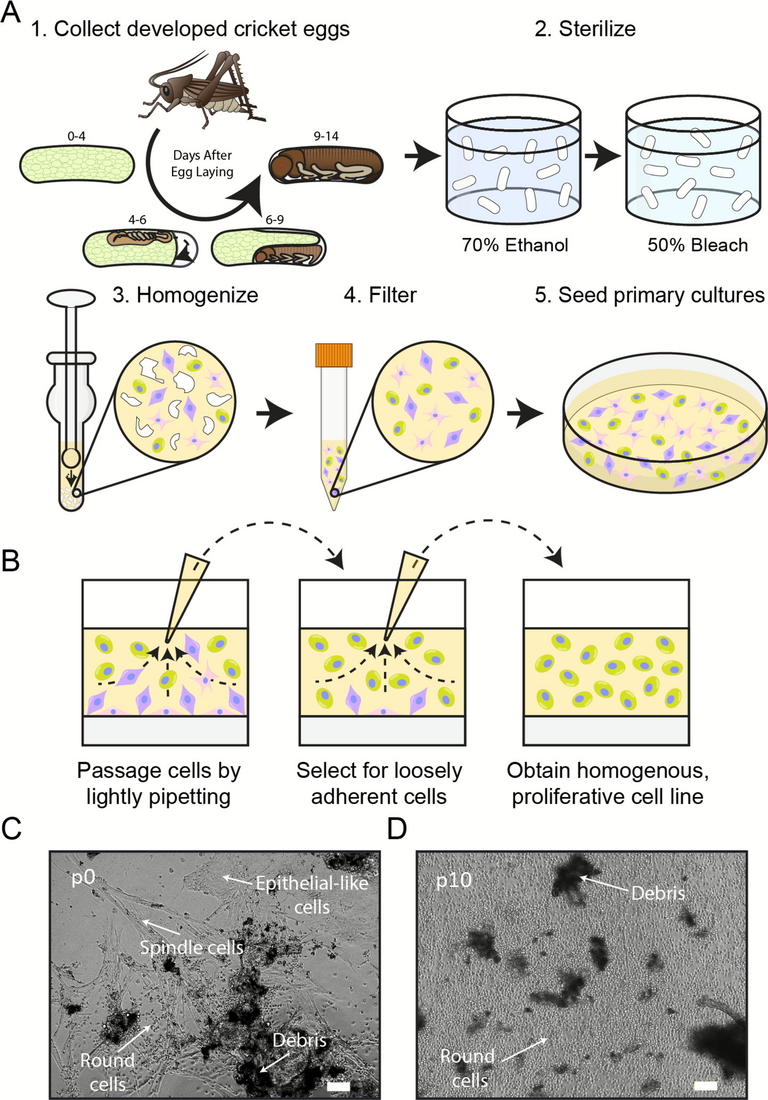 In vitro culture for long-term maintenance of embryonic insect cells from the house cricket