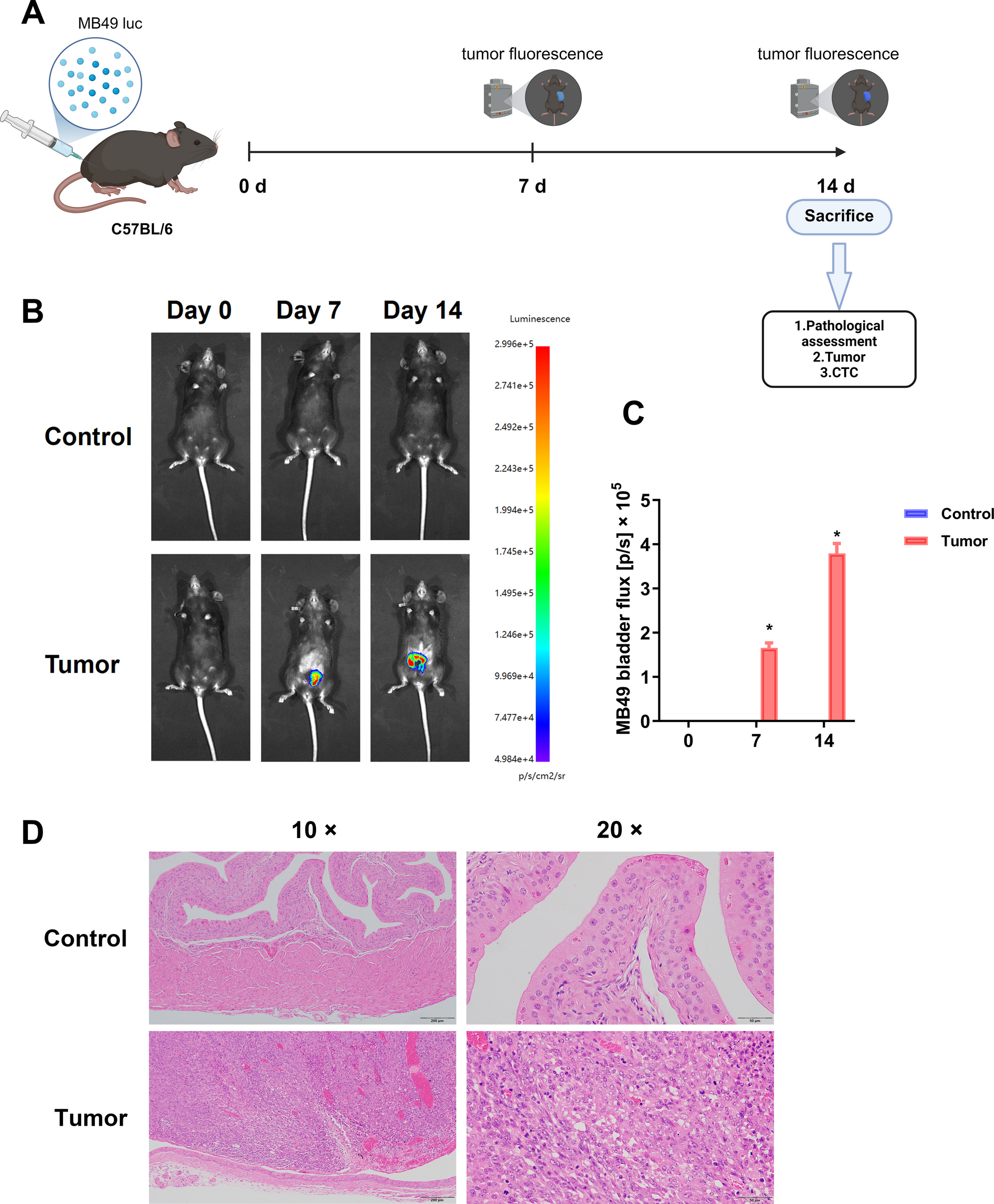 Elevated intravesical pressure promotes circulating tumor cell release in an orthotopic mouse model of bladder cancer