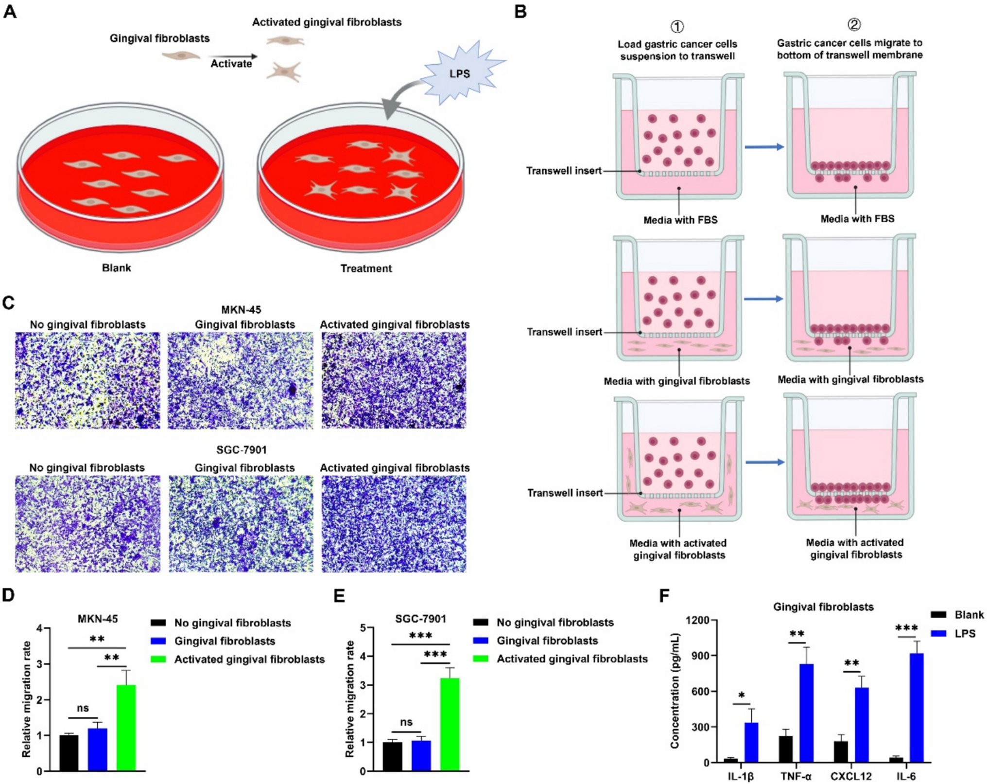 Mechanism of LPS-activated gingival fibroblasts promote the migration of gastric cancer cells via CXCL12/CXCR4-Snail2-EMT axis