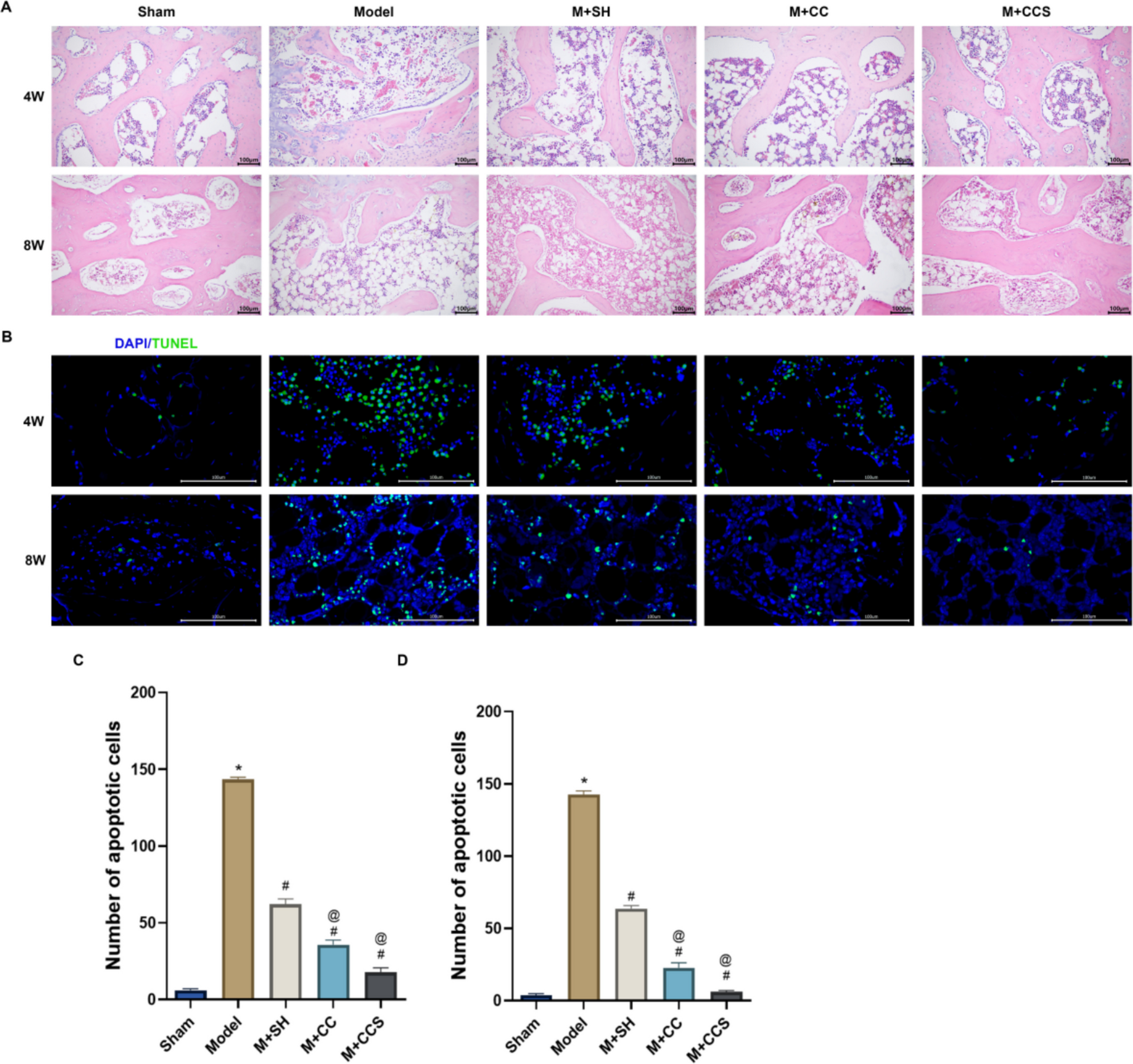 The chitosan collagen salvianolic membrane mitigates intervertebral disc degeneration through suppression of the Wnt/β-catenin signaling
