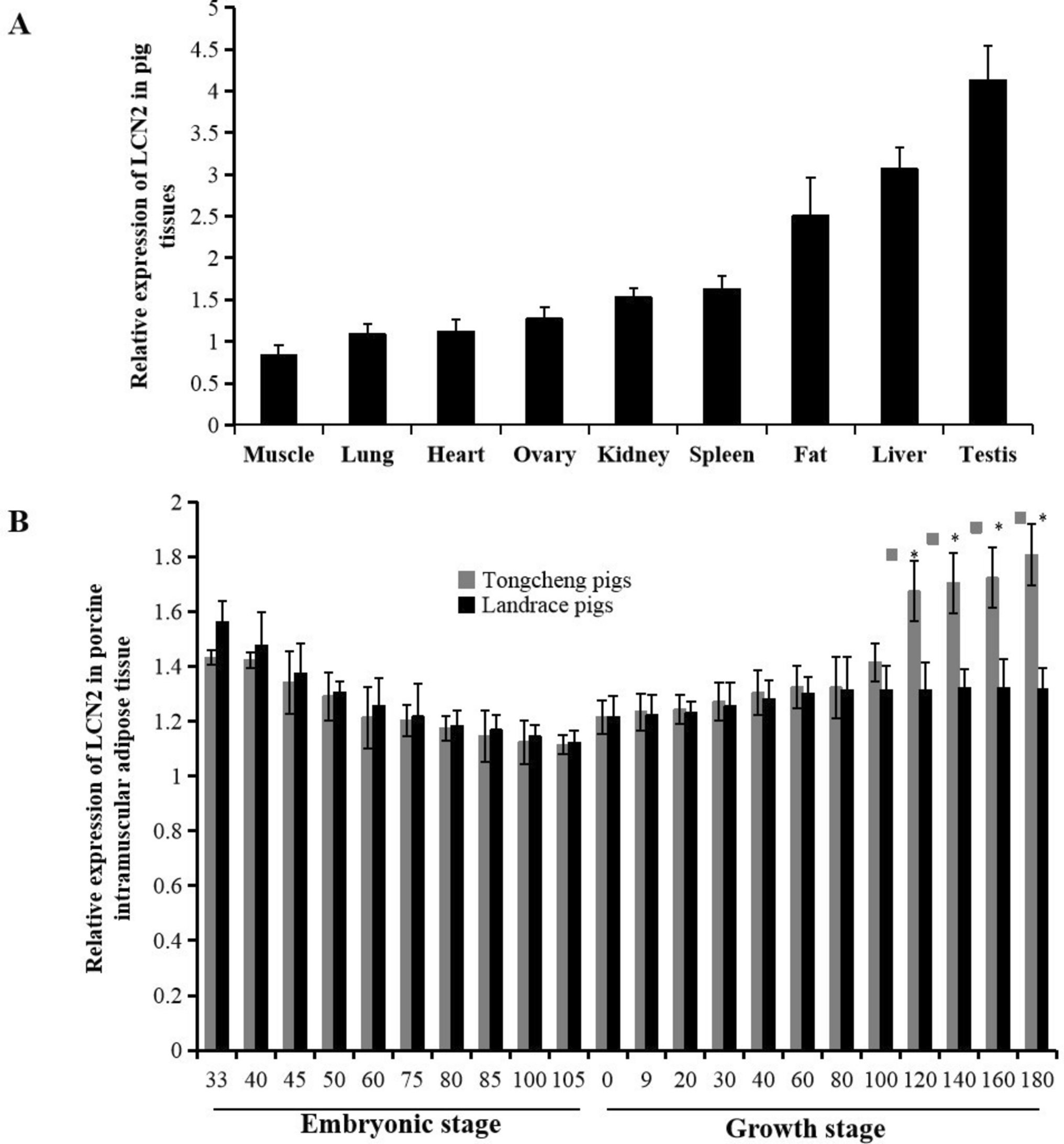 The differential expression of lipocalin-2 in pig tissues and its molecular mechanism of regulating cell viability, differentiation, adipogenesis, and glycometabolism in porcine intramuscular preadipocytes