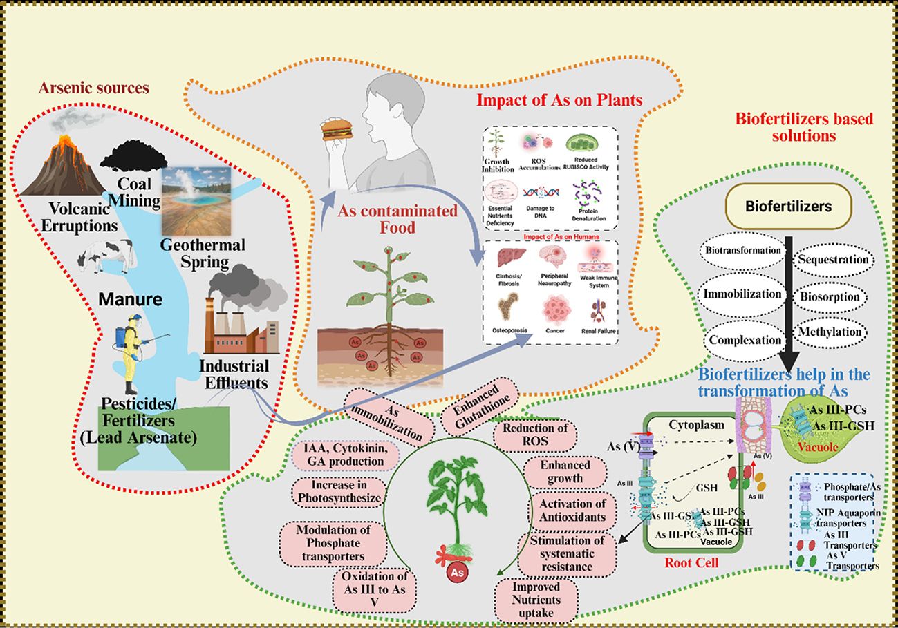 The silent cleanup arsenal: microbial biofertilizers and their enzymatic pathways for arsenic decontamination in agricultural soils
