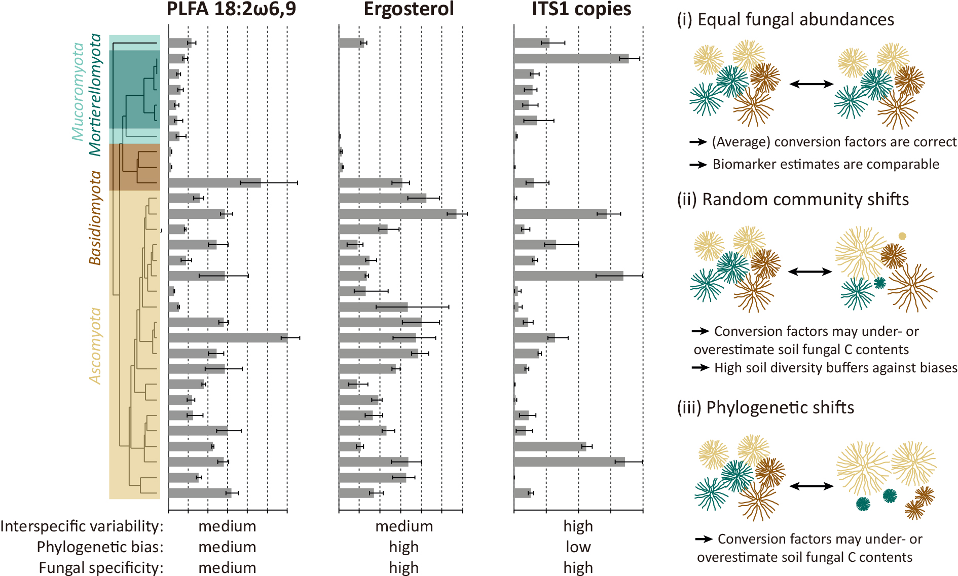 Revisiting soil fungal biomarkers and conversion factors: Interspecific variability in phospholipid fatty acids, ergosterol and rDNA copy numbers