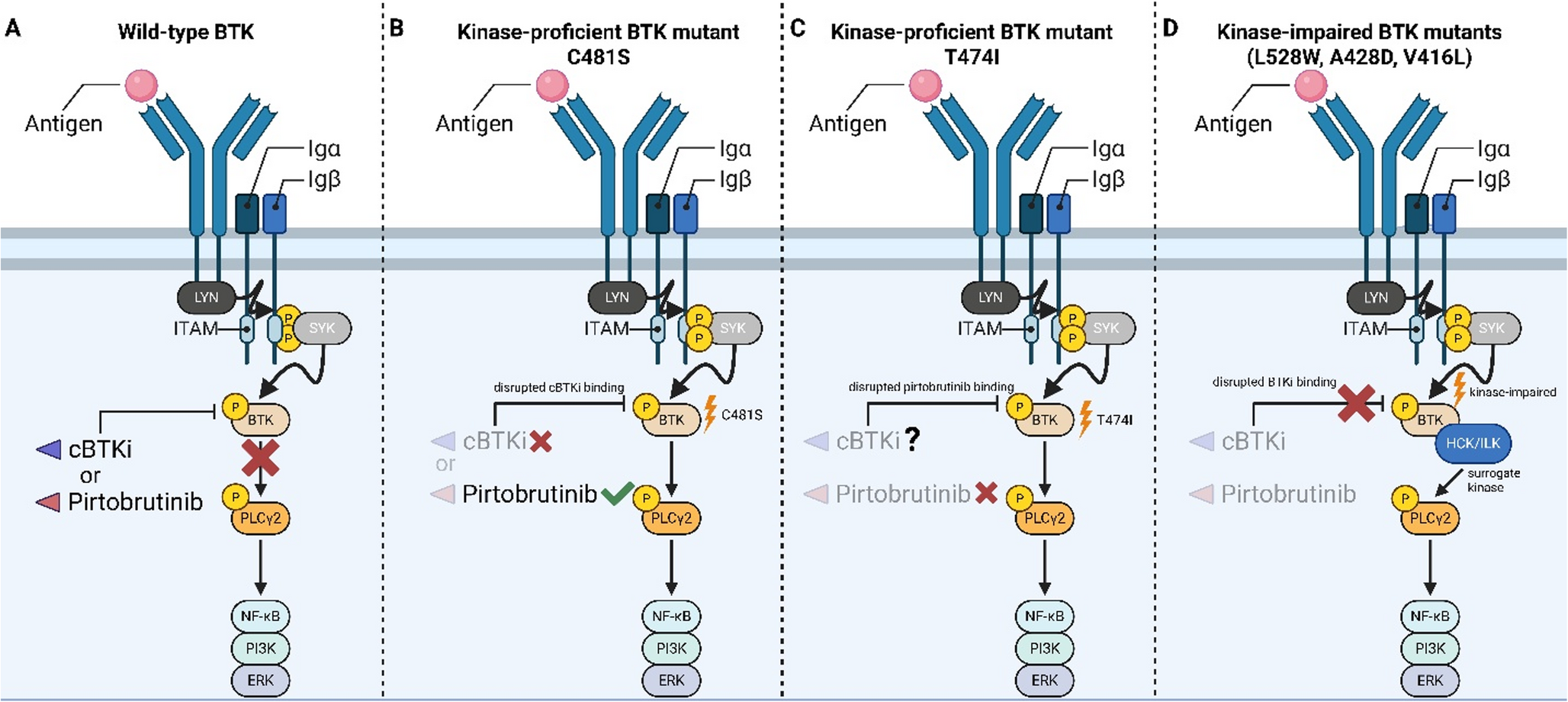 When Targeted Therapy Falls Short: Unraveling Resistance Mechanisms in Chronic Lymphocytic Leukemia