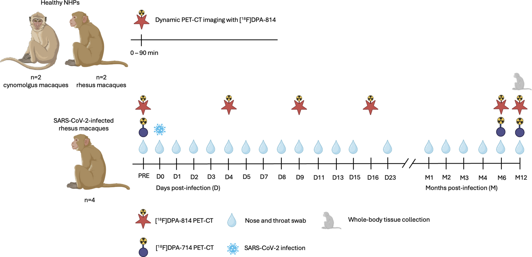 Comparison of [F]DPA-814 with [F]DPA-714 for TSPO Imaging in an Experimental Model