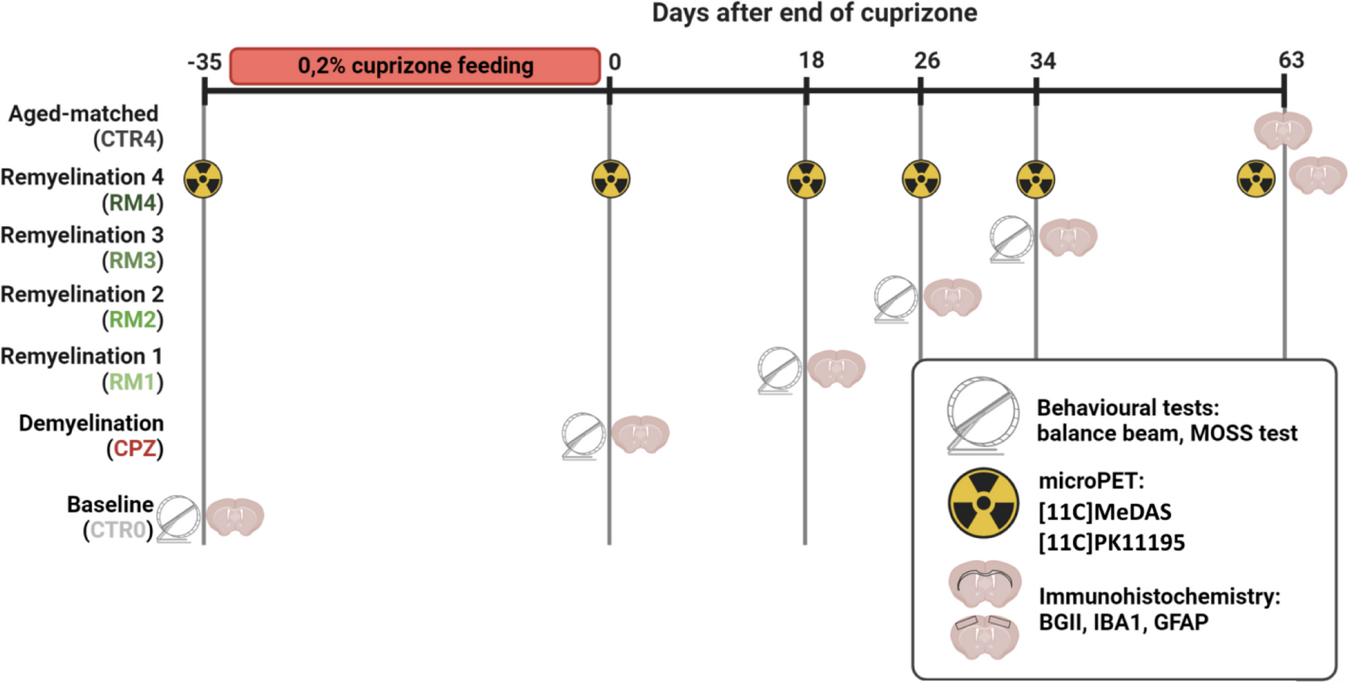 Astrocyte Activation Persists after Recovery of Myelin and Motor Deficits in the Cuprizone Model: a Longitudinal PET and CNS Tissue Analysis Study