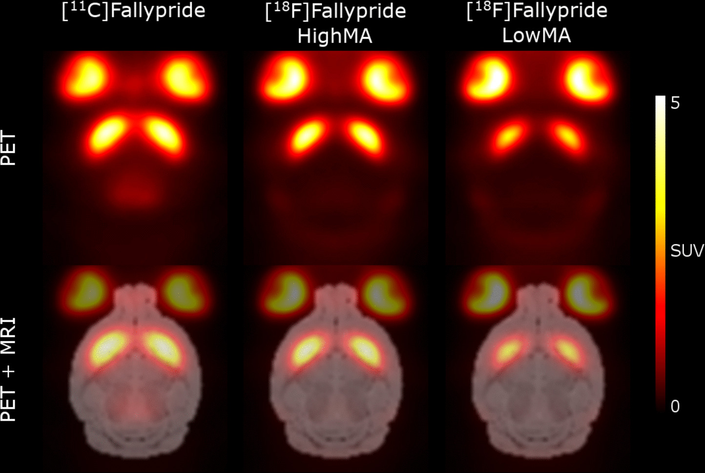 The Binding of the High Affinity Radioligand Fallypride to the D2-dopamine Receptor is Sensitive to Injected Mass – a PET Study in Rodents