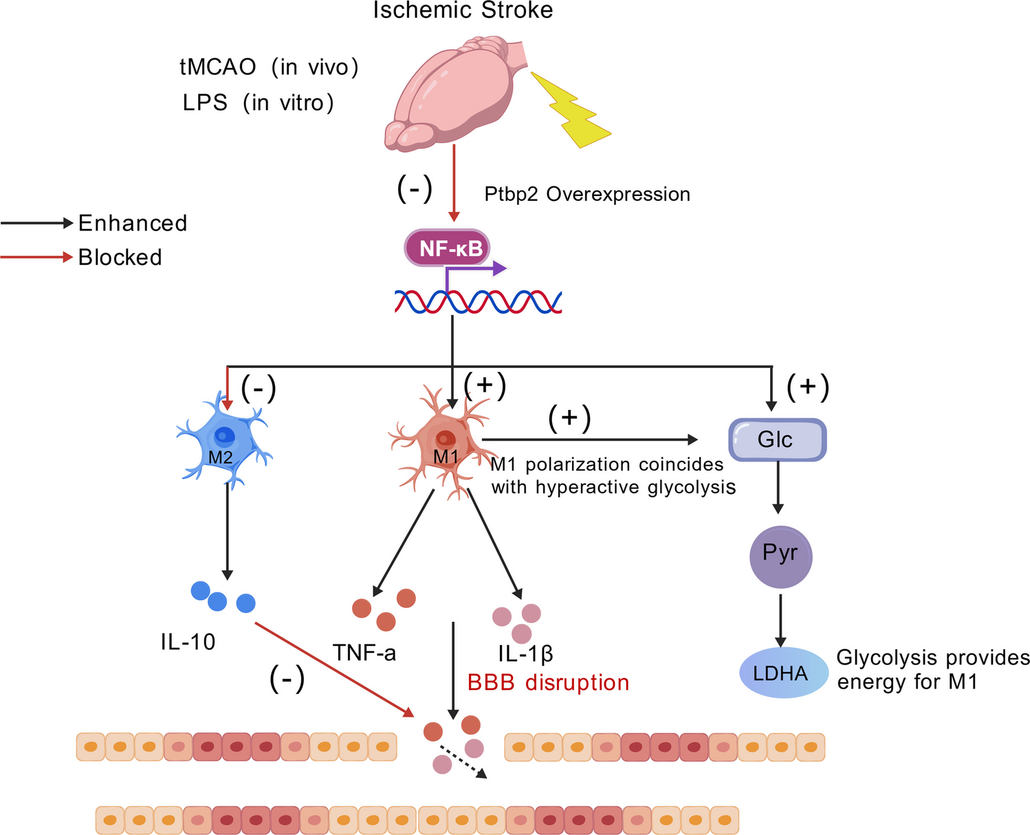 Ptbp2 Alleviates Neuroinflammation and Blood–brain Barrier Disruption via Modulating Microglial Polarization in Ischemic Stroke
