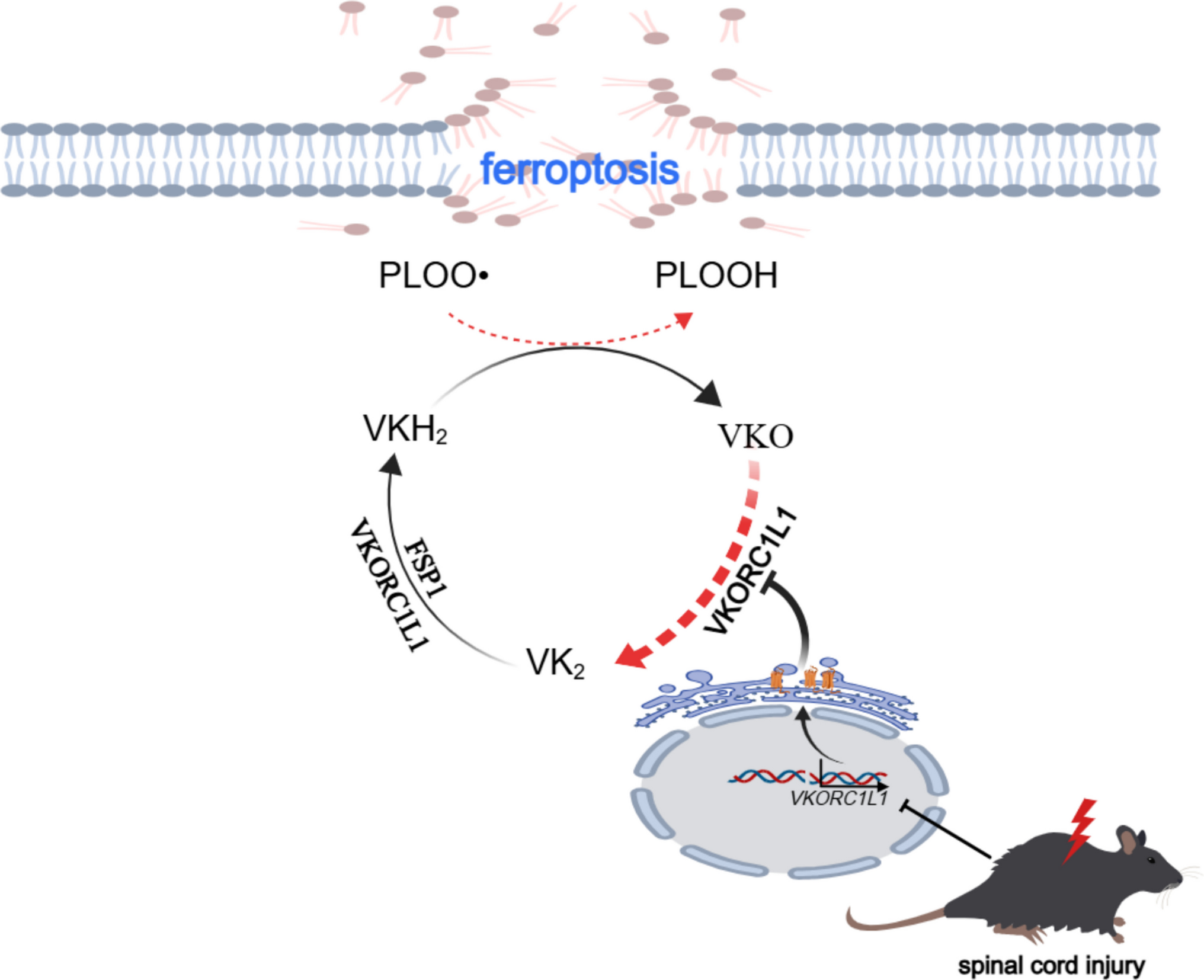 VKORC1L1 Downregulation Induced Vitamin K Cycle Disorder Exacerbates Neuronal Ferroptosis After Spinal Cord Injury