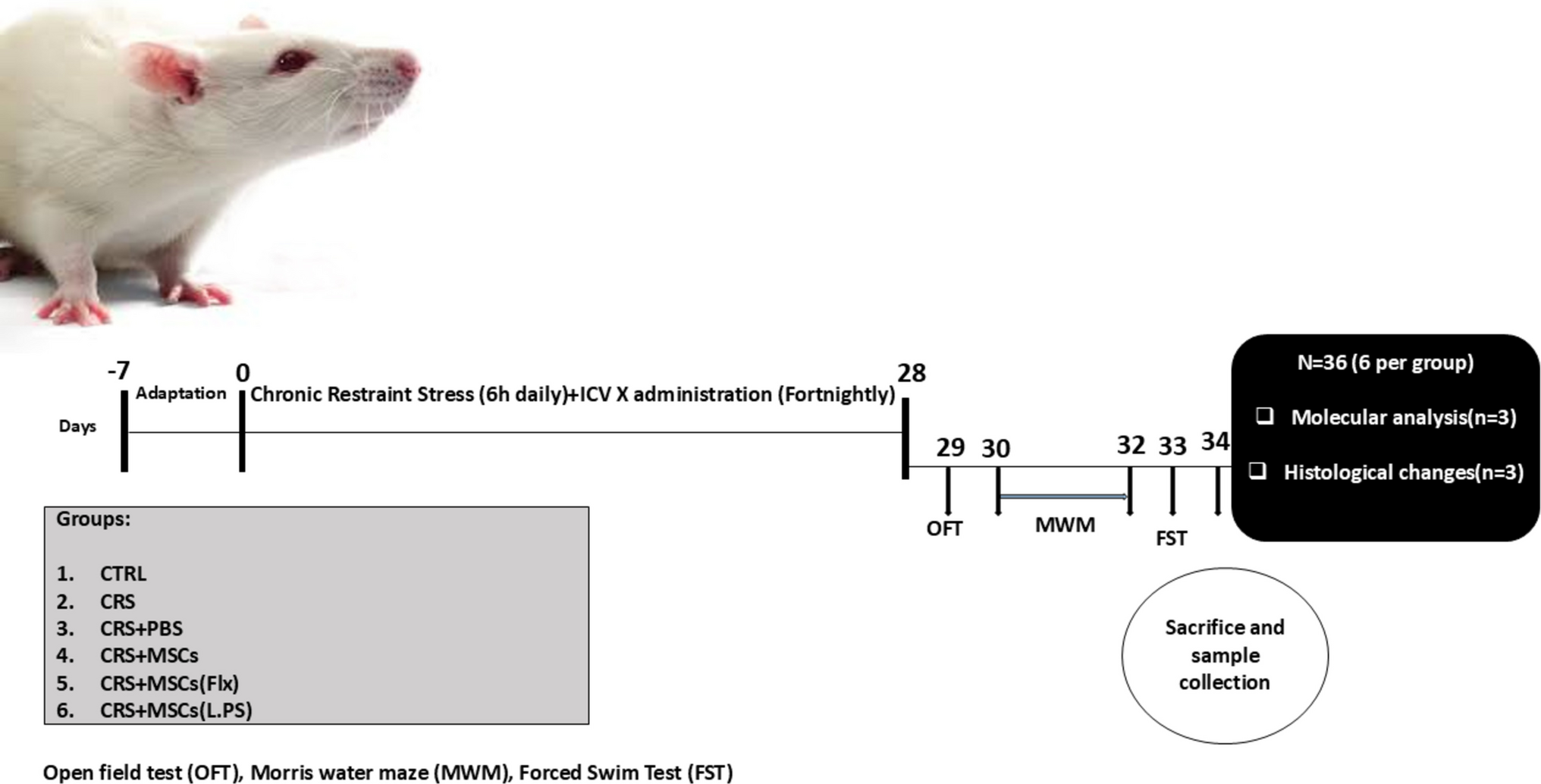 Synergistic Efficacy of  Supernatant-Preconditioned BM-MSCs in Alleviating Depression, Anxiety-Like Behavior, and Memory Impairment in a Rat Stress Model by Suppressing the NF-κB Pathway