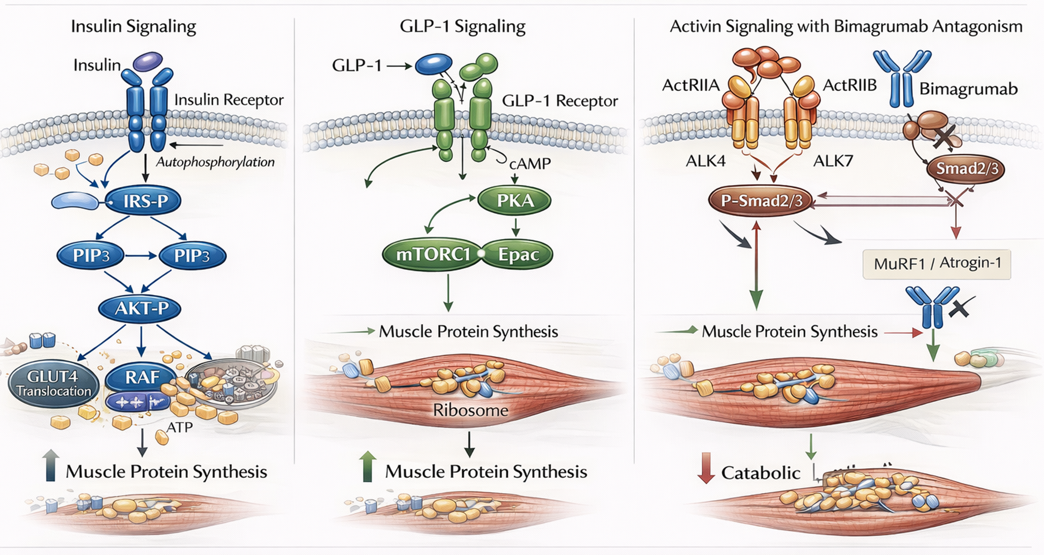 Targeting the activin/myostatin - actrii pathway to preserve skeletal muscle mass in obesity: mechanistic insights and therapeutic perspectives