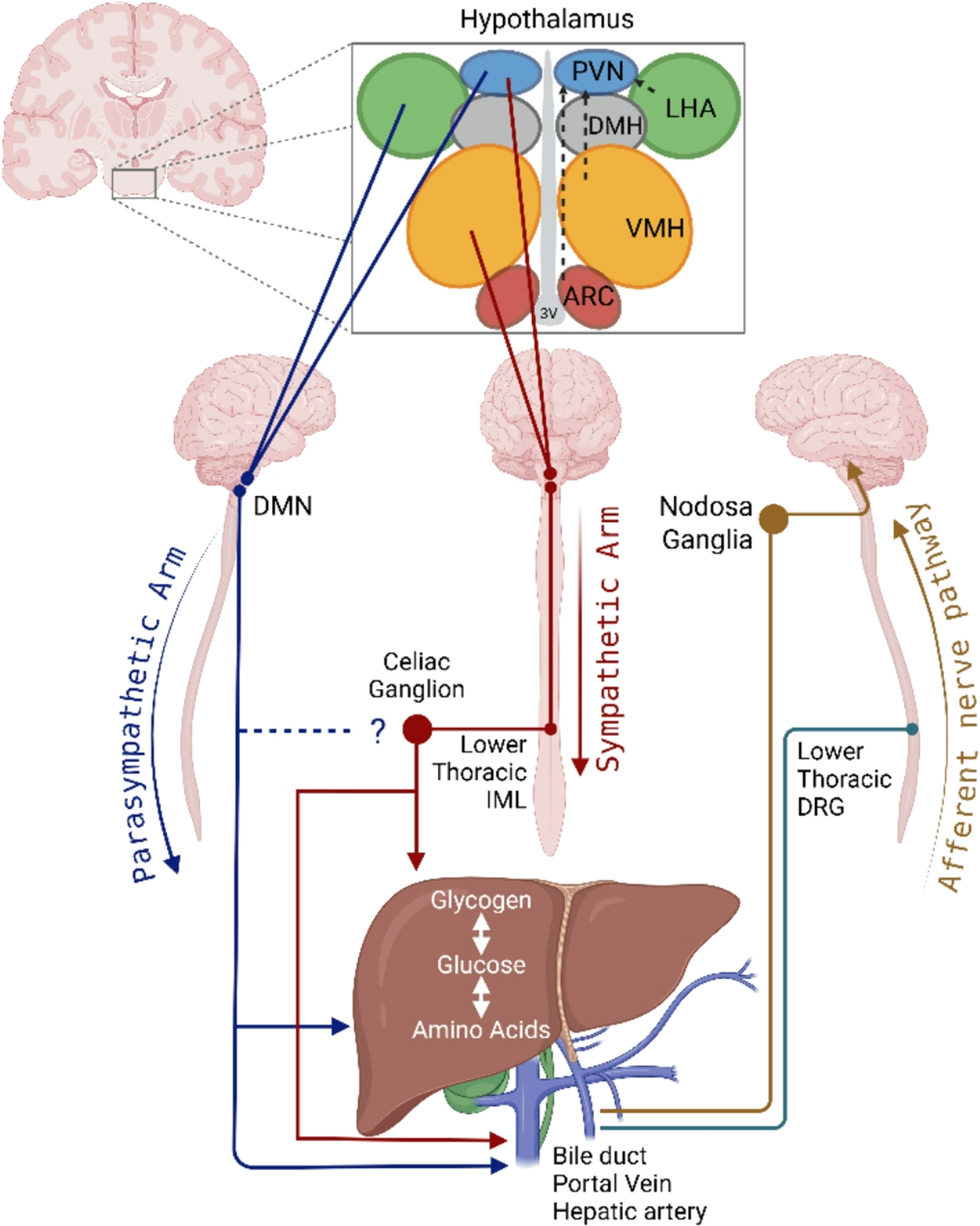 Hypothalamus-liver talks: whispers in the language of metabolism