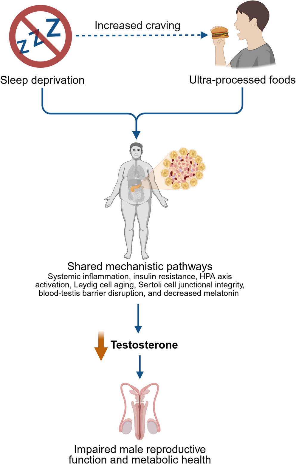 The 24/7 lifestyle and male hormonal health: how sleep deprivation and ultra-processed foods impact testosterone and reproduction