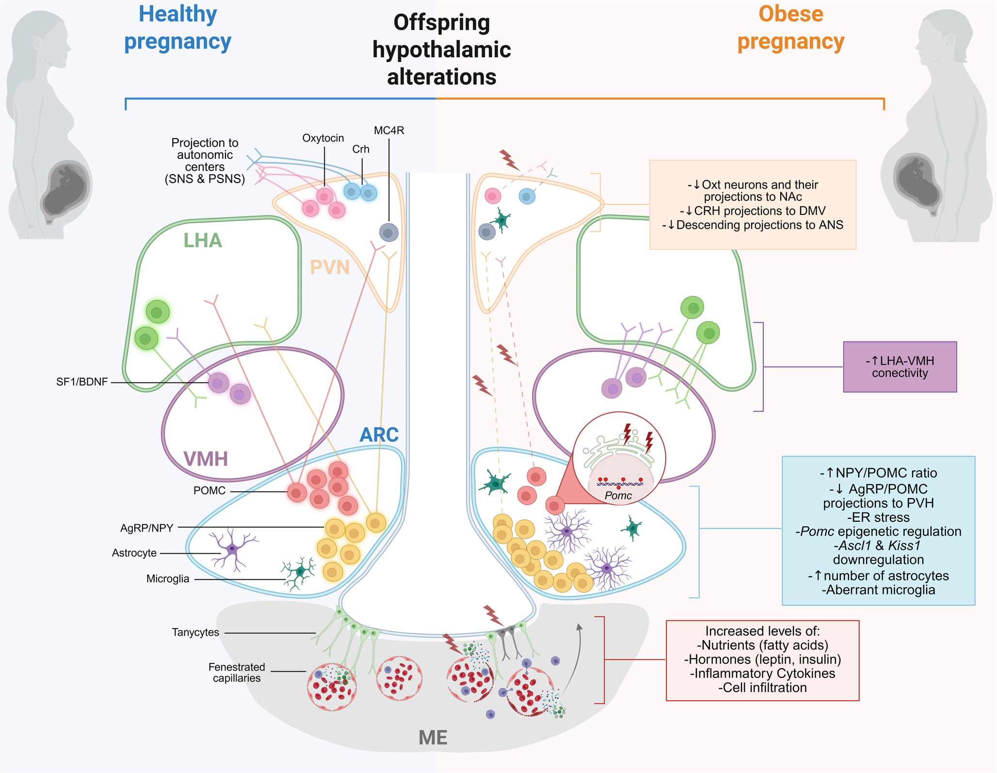 Early-life programming of hypothalamic circuits by maternal obesity: implications for neuroendocrine disorders