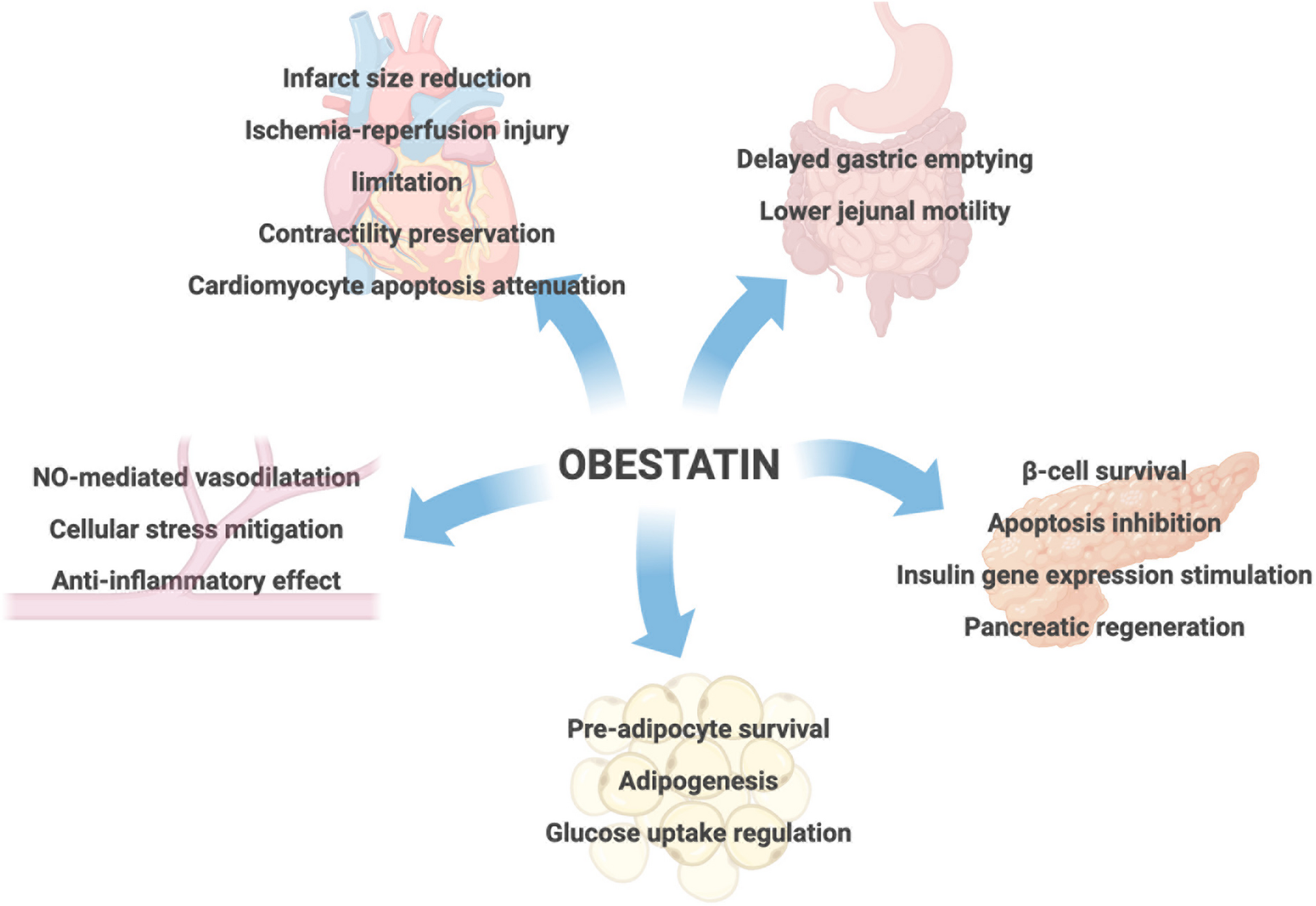 Obestatin: canonical and unexpected functions