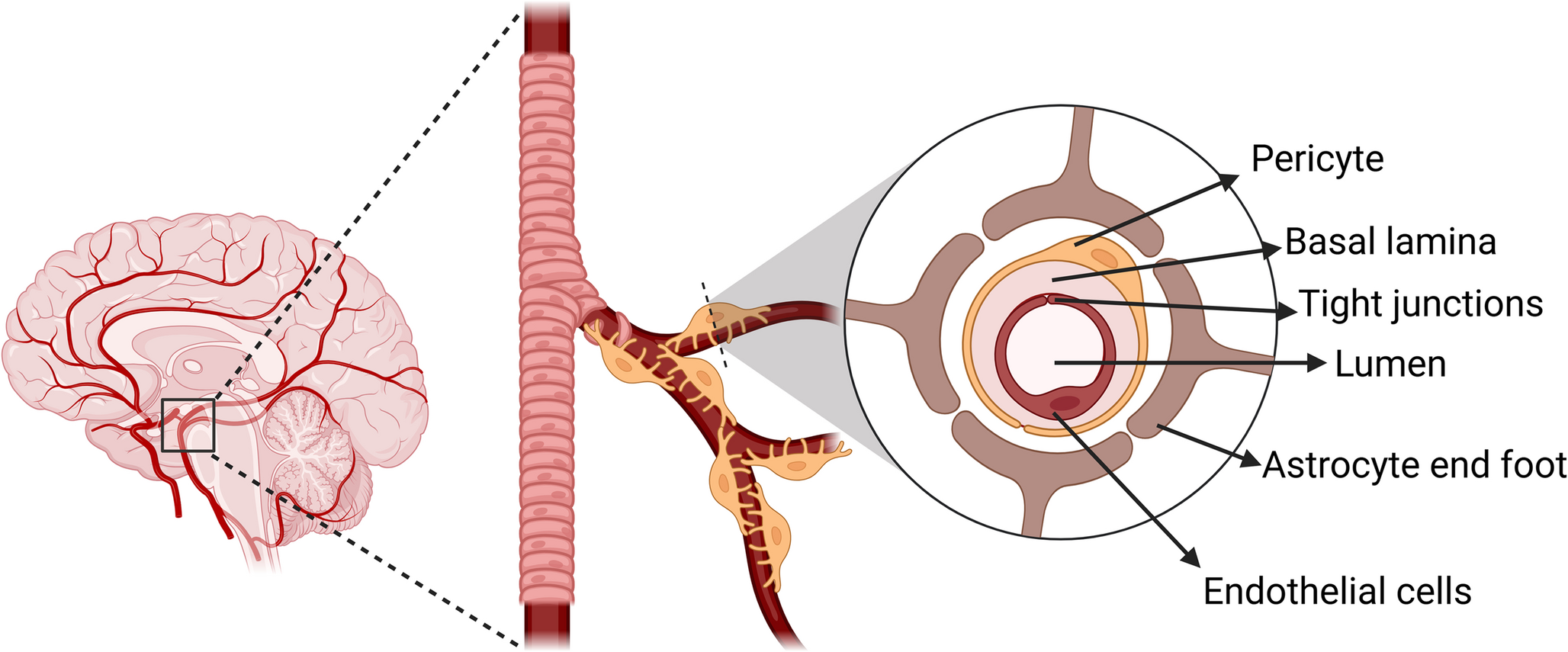 Hypothalamic wars: the last nanodelivery