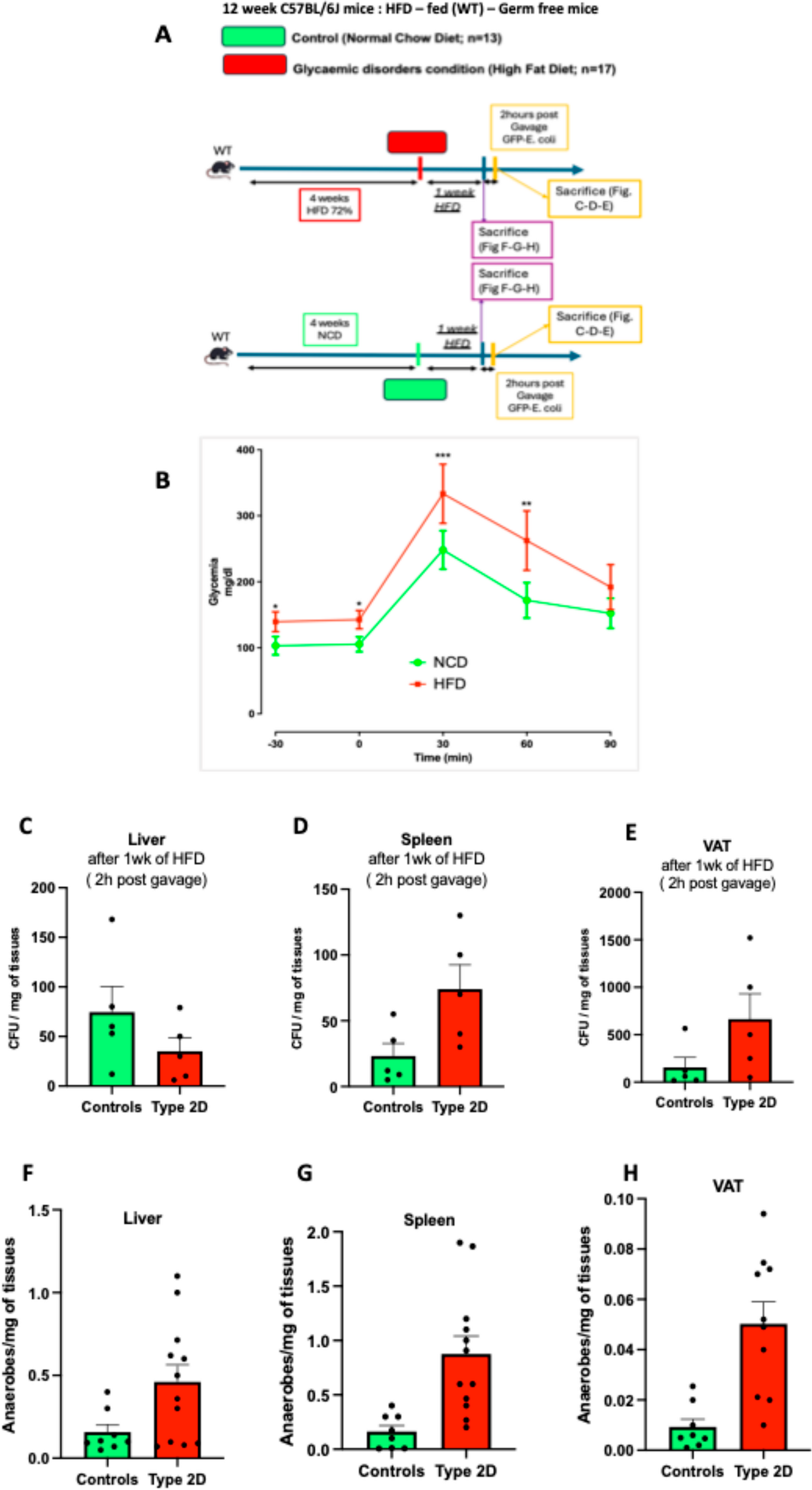Live tissue microbiota and bacterial translocation: mechanisms and translational perspectives in cardiometabolic diseases