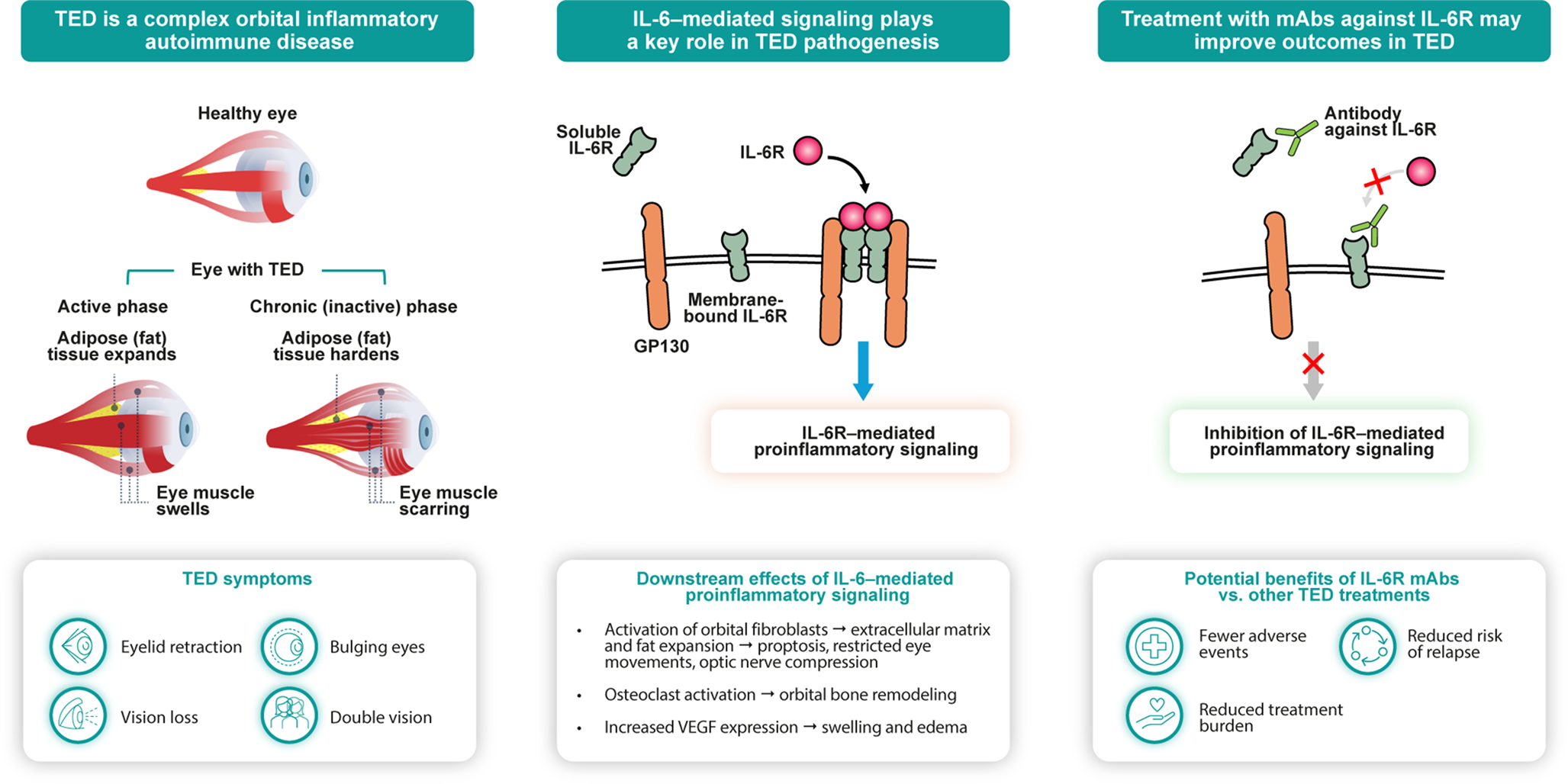 The role of monoclonal antibodies against IL-6 or IL-6R in the treatment of thyroid eye disease