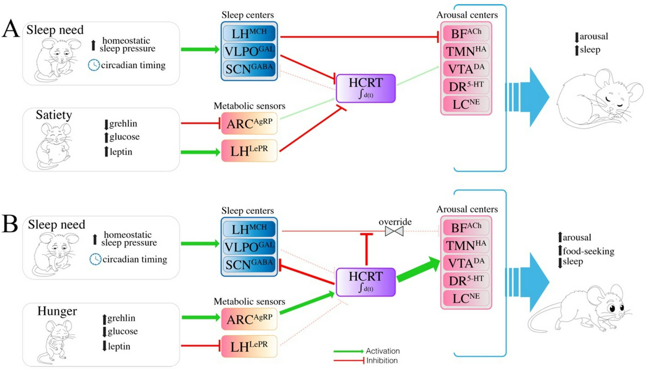 Hypothalamic control of arousal