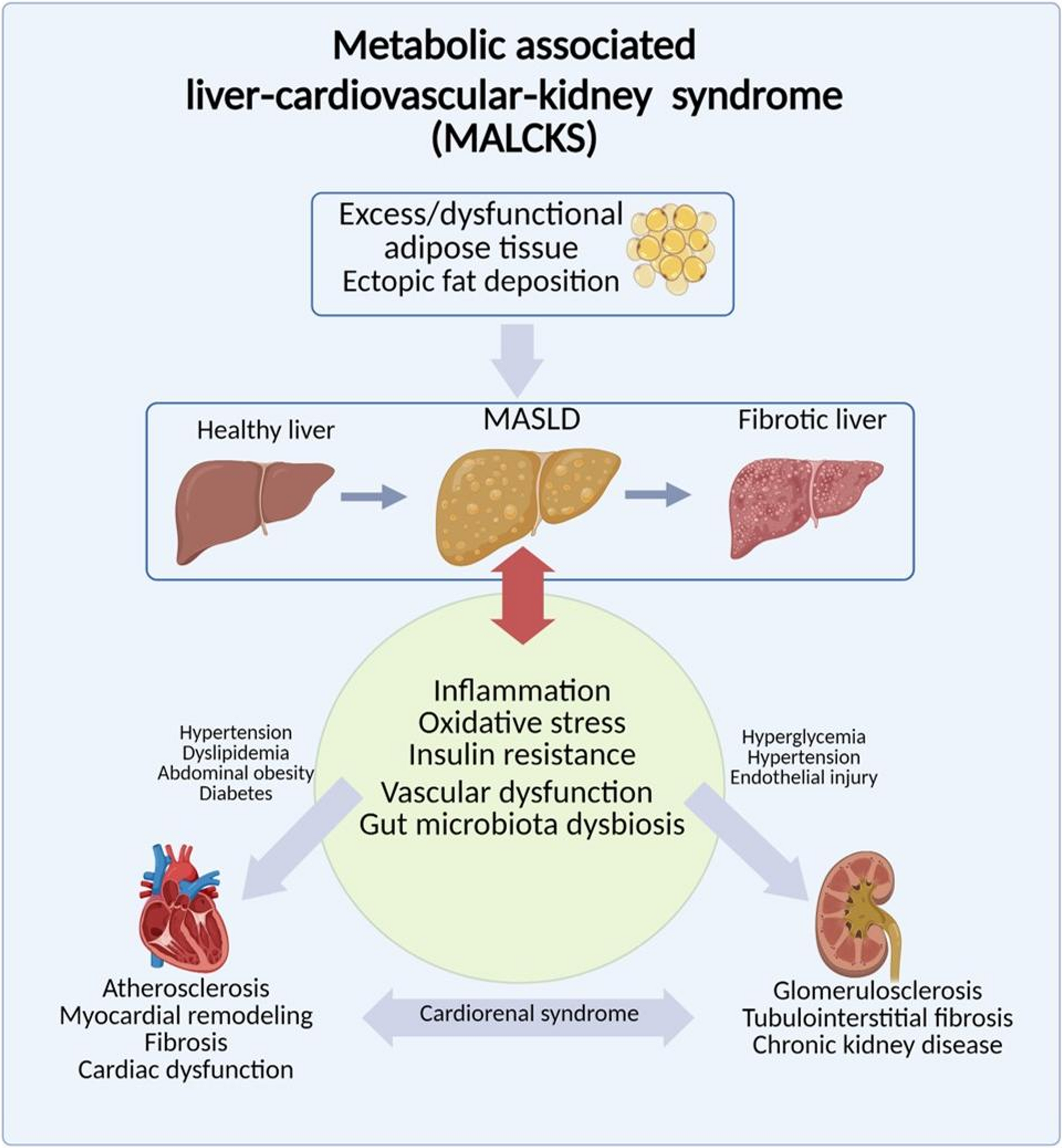 The evolving concept from Cardiovascular-kidney-metabolic syndrome to metabolic associated liver-cardiovascular-kidney syndrome: insights from endocrinology