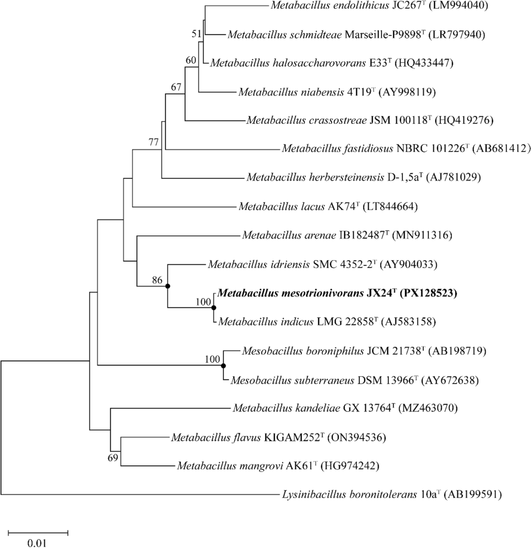 sp. nov., a Mesotrione‑Degrading Bacterium Isolated from Cornfield Soil