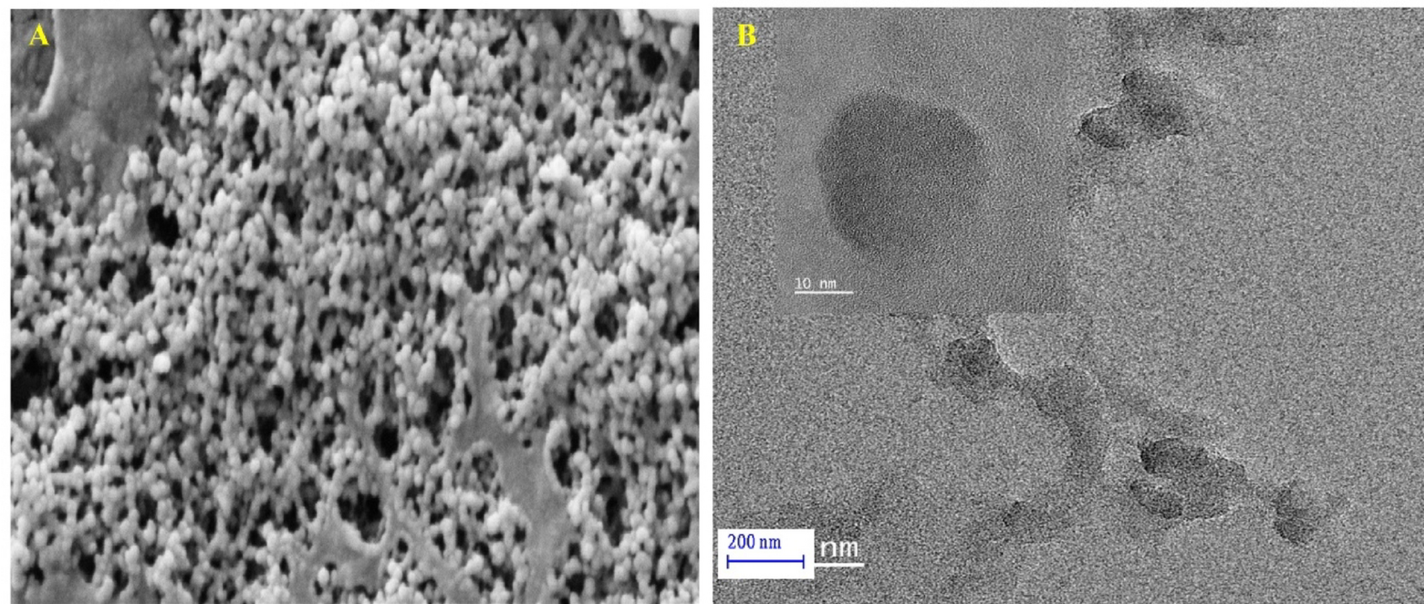 Biological Activity of Polyquercetin Nanoparticles: A Potential Antimicrobial Agent