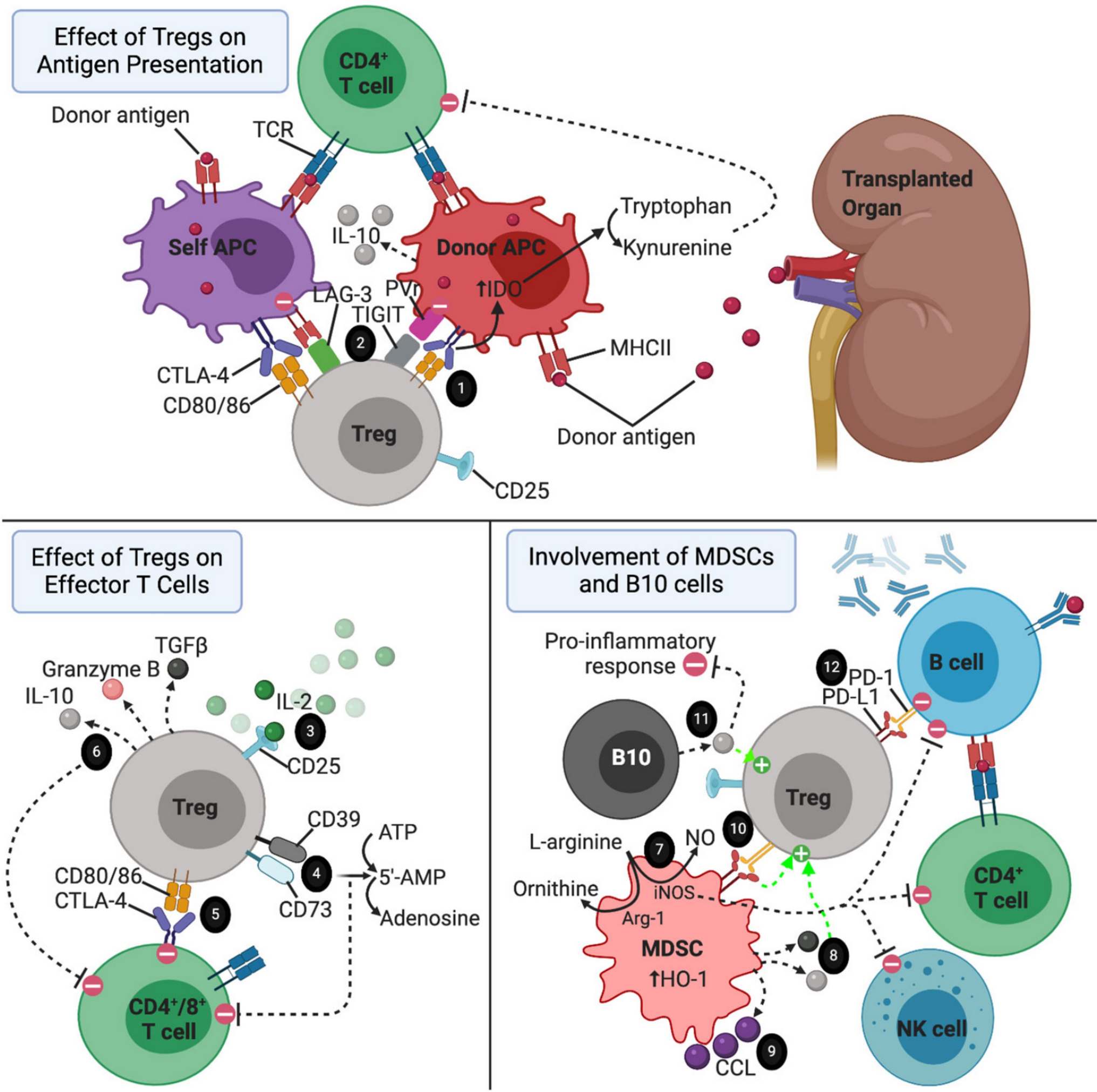 Immunomodulatory Strategies for Managing Viral Infections in Solid Organ Transplantation: Progress and Challenges