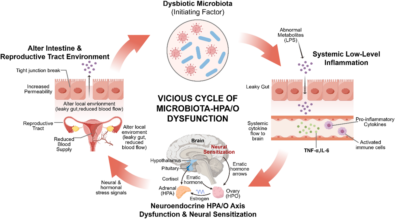 The Gut-Reproduction-Oral-Immune Axis: Microbial Dysbiosis as a Shared Driver in Polycystic Ovary Syndrome and Endometriosis