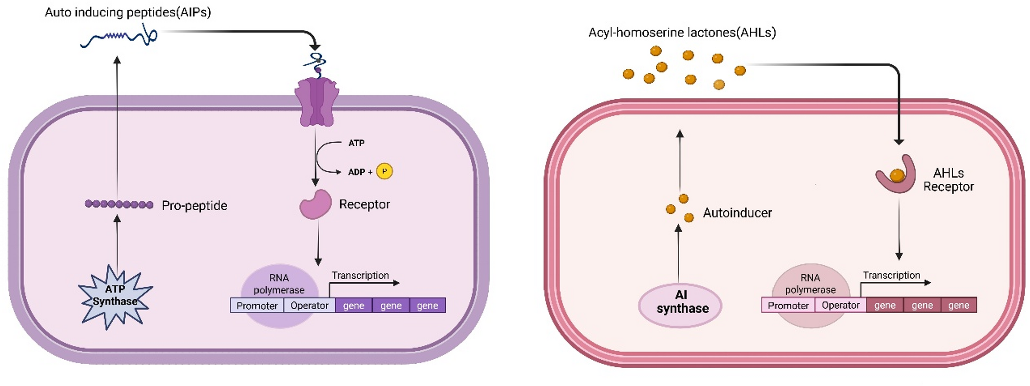 A Comprehensive Review on Various Mechanisms of Quorum Sensing Inhibition by Gold Nanoparticles