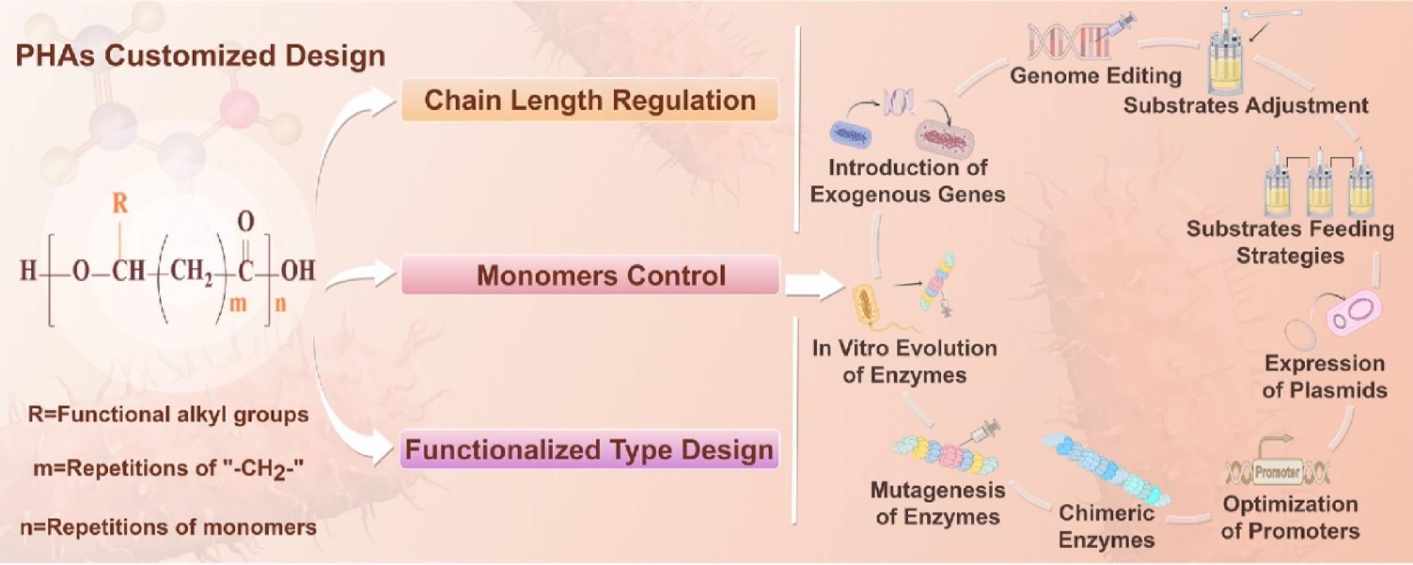 Recent Advances of Controllable Production of PHA Biosynthesis in Chain Length, Monomers and Special Functional Groups