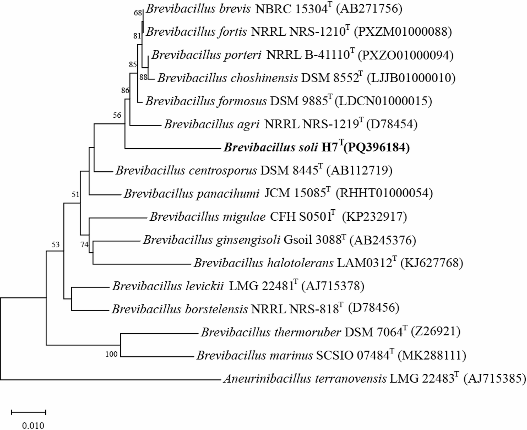 sp. nov., a Siderophore and IAA-Producing Strain Isolated from Soil
