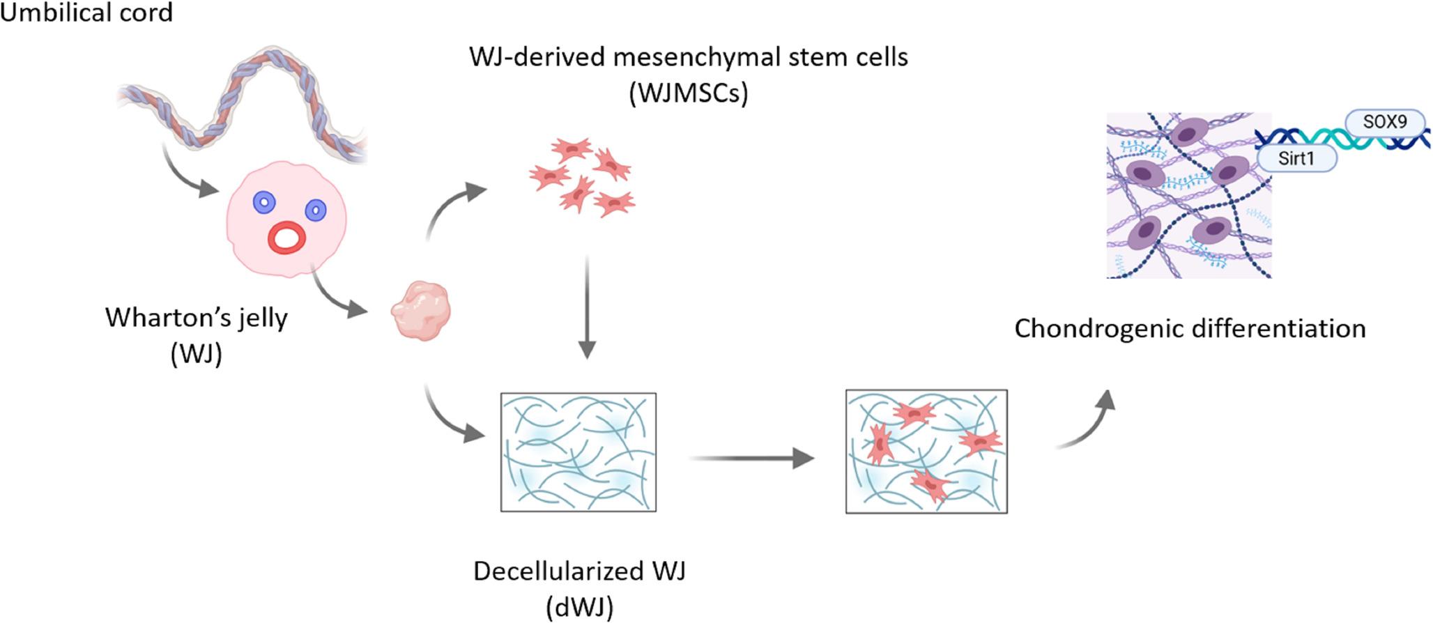 Kartogenin-loaded Decellularized Wharton’s Jelly for the Chondrogenic Differentiation of Mesenchymal Stem Cells; An In Vitro Study