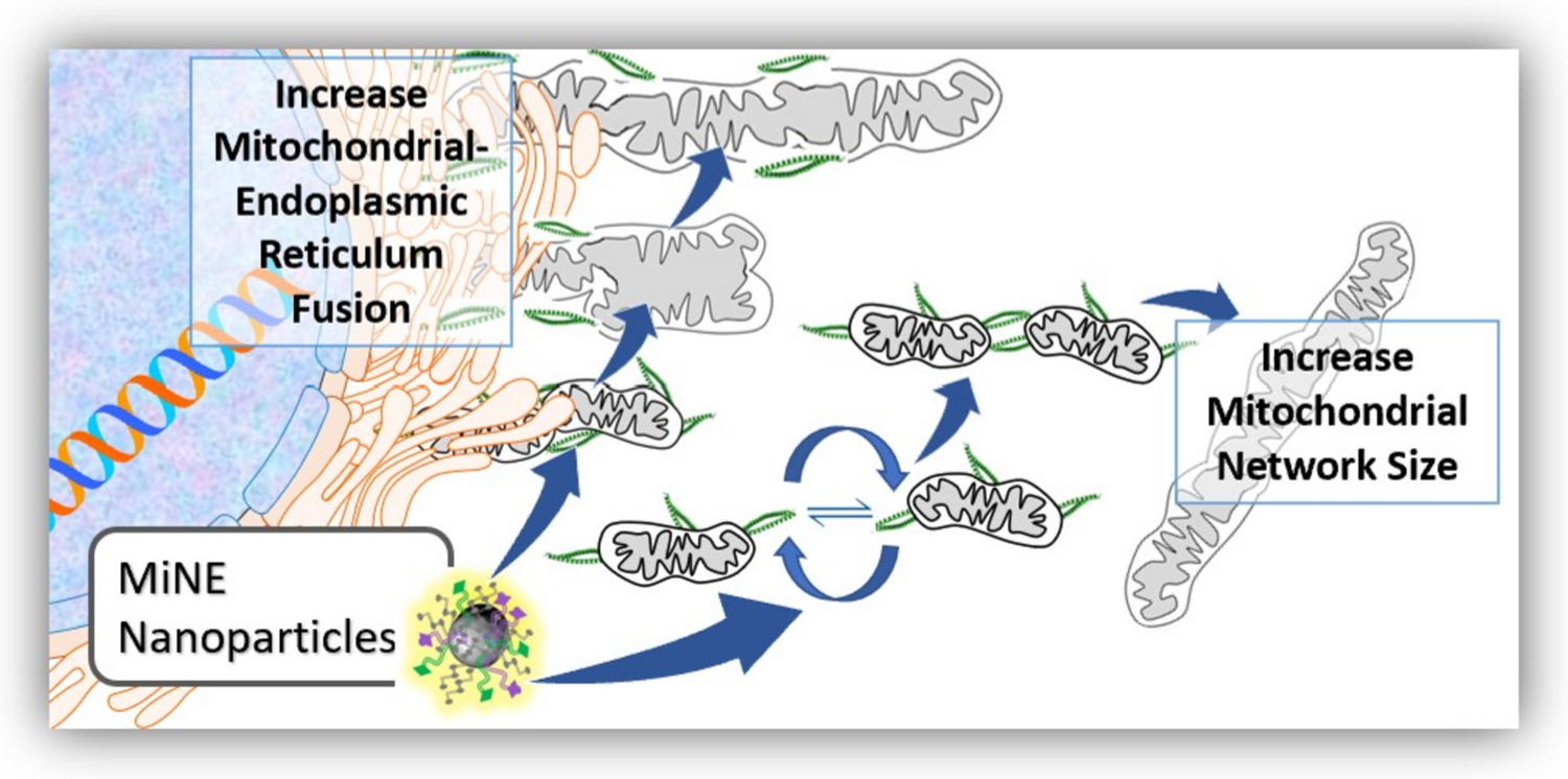 Mitochondrial Network Enhancing (MiNE) Nanoparticles for the Treatment of Neurodegenerative Disease and the Aging Brain