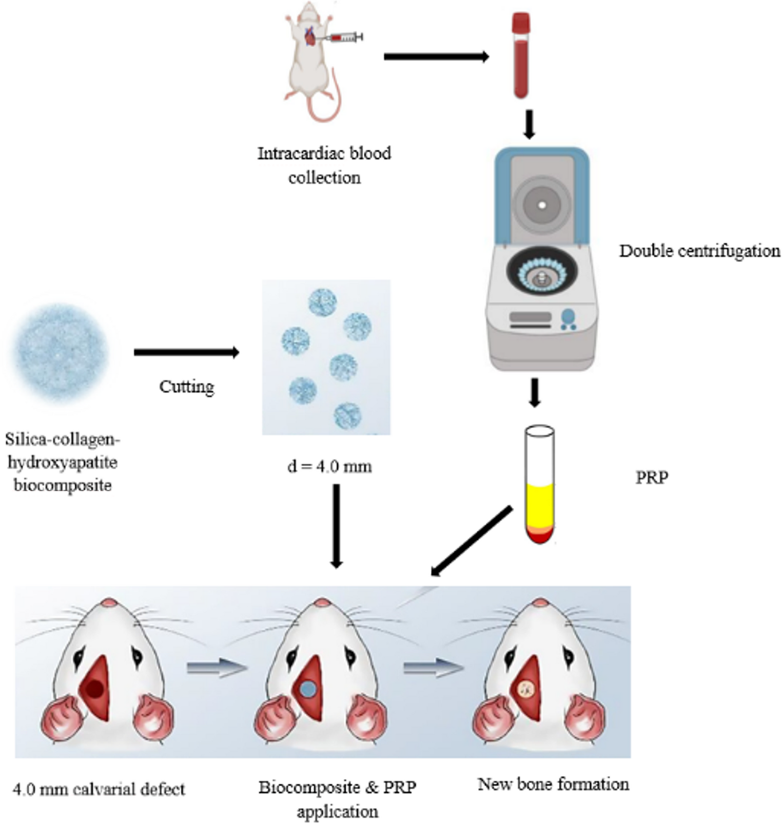 Effect of Silica-Collagen-Hydroxyapatite Biocomposite Alone and in Conjunction with Homologous Platelet Rich Plasma for the Management of Calvarial Defect in Rat Models