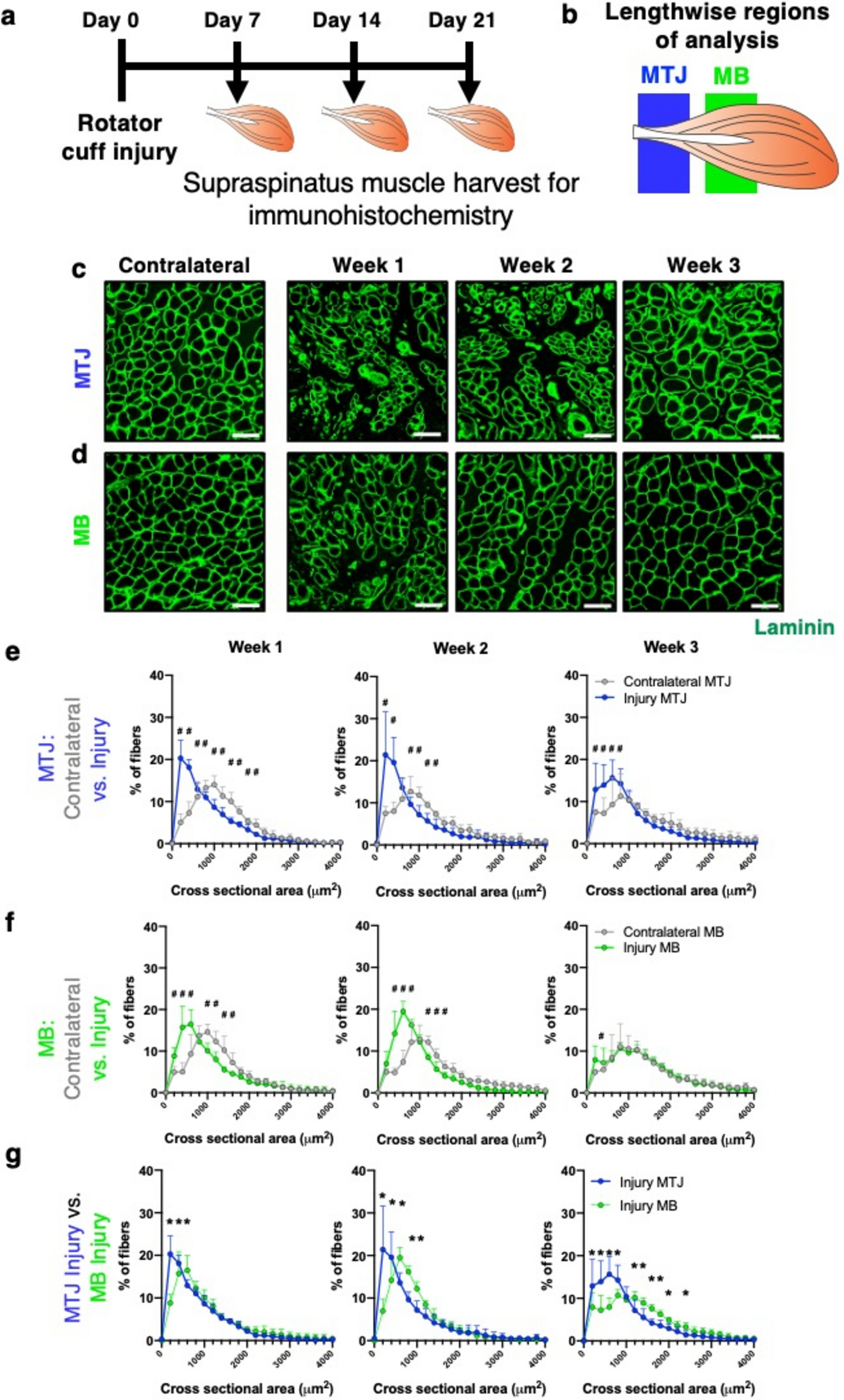 Supraspinatus Muscle Degeneration, Inflammation, and Regeneration Vary By Location in a Rat Model of Severe Rotator Cuff Tear