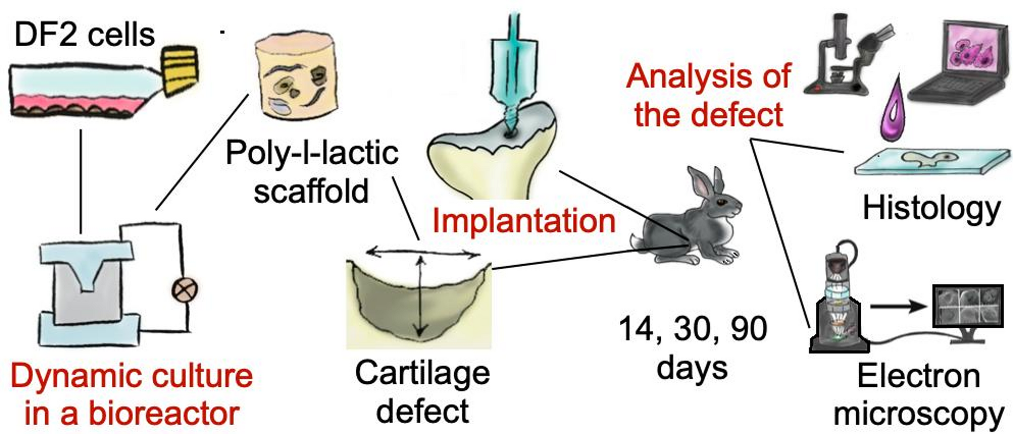 Repair of Hyaline Cartilage Defect in a Rabbit Knee with Human Dermal Fibroblasts in a Poly-l-lactic Porous Scaffold