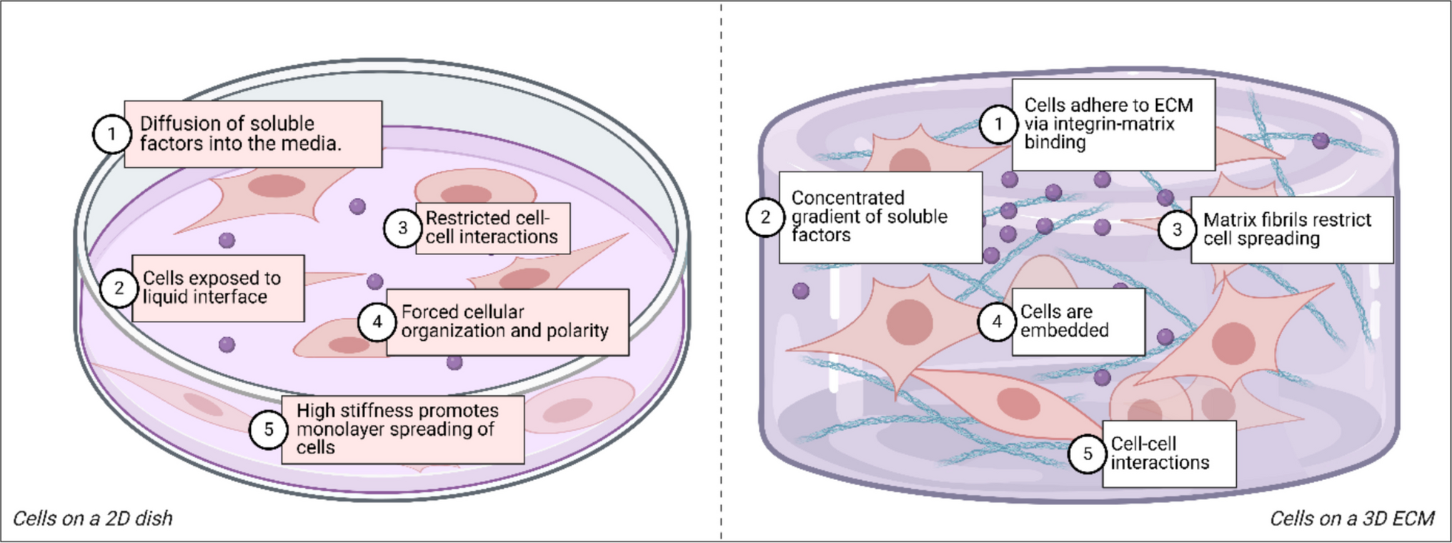 The Use of Organoids in Dentistry: An Overview of New Research Approaches