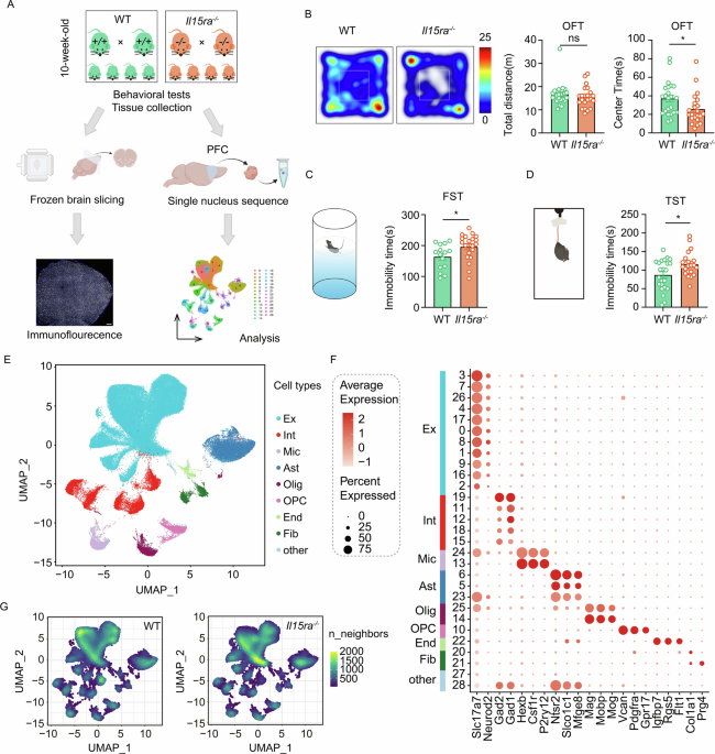IL-15 receptor alpha deficiency triggers depressive-like behaviors via enhanced microglial synapse pruning