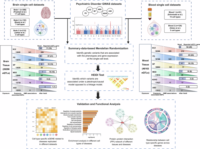 Cell-type-specific genetic architecture reveals neuronal and immune contributions to neuropsychiatric disorders