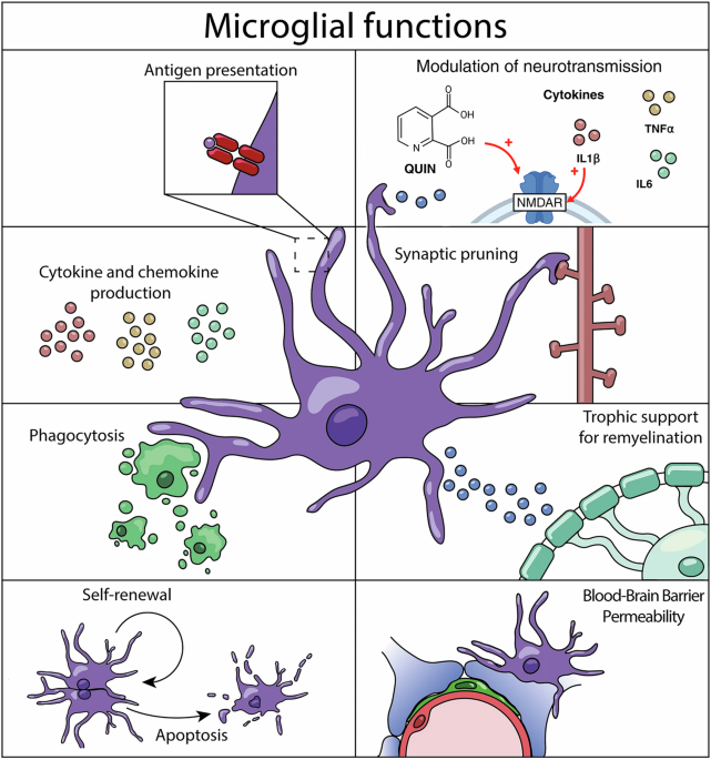 Multimodal microglial and kynurenine pathway alterations across the affective-psychosis spectrum: a systematic review of patterns, heterogeneity, and dimensional implications